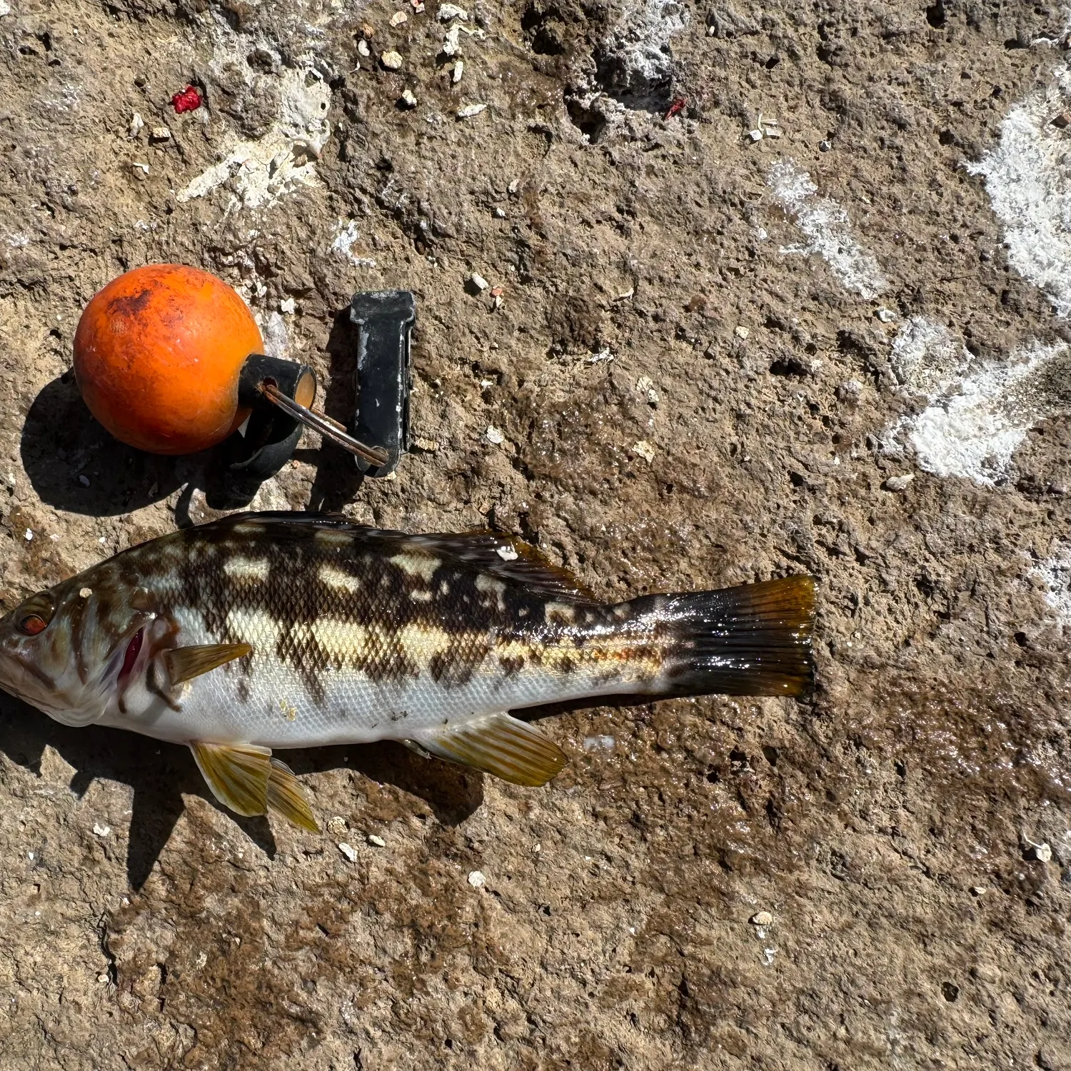 Kelp bass caught on Fishbrain
