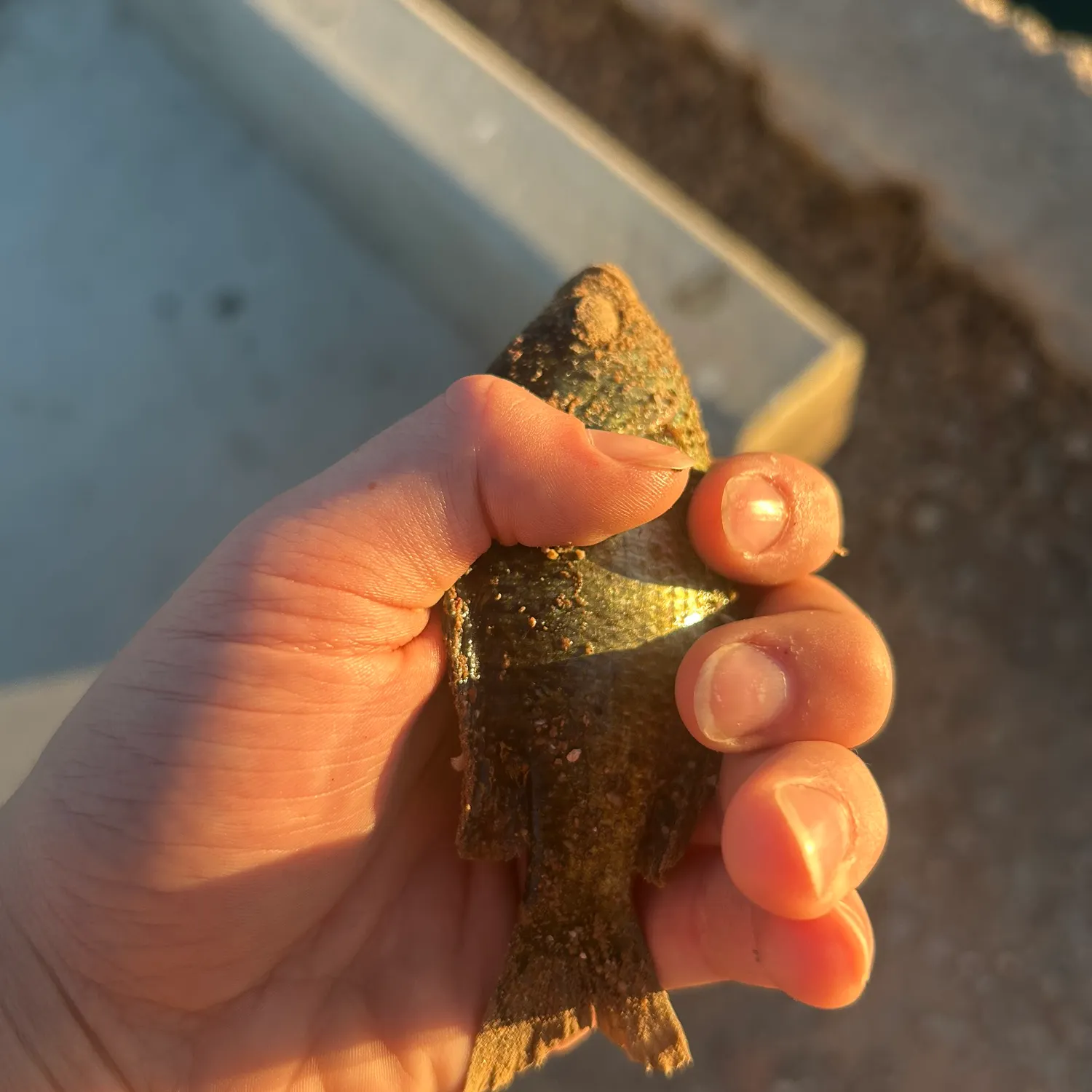 The most recent Atlantic bluefin tuna catches on Fishbrain