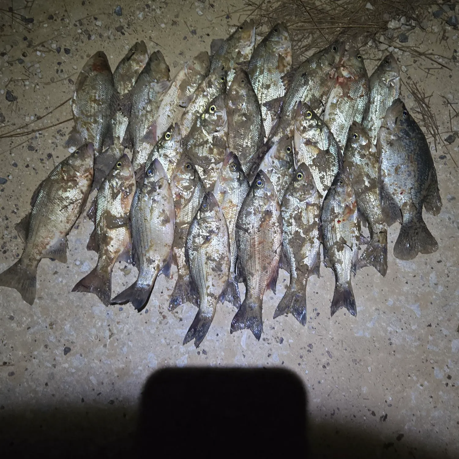 The most recent White bass catches on Fishbrain