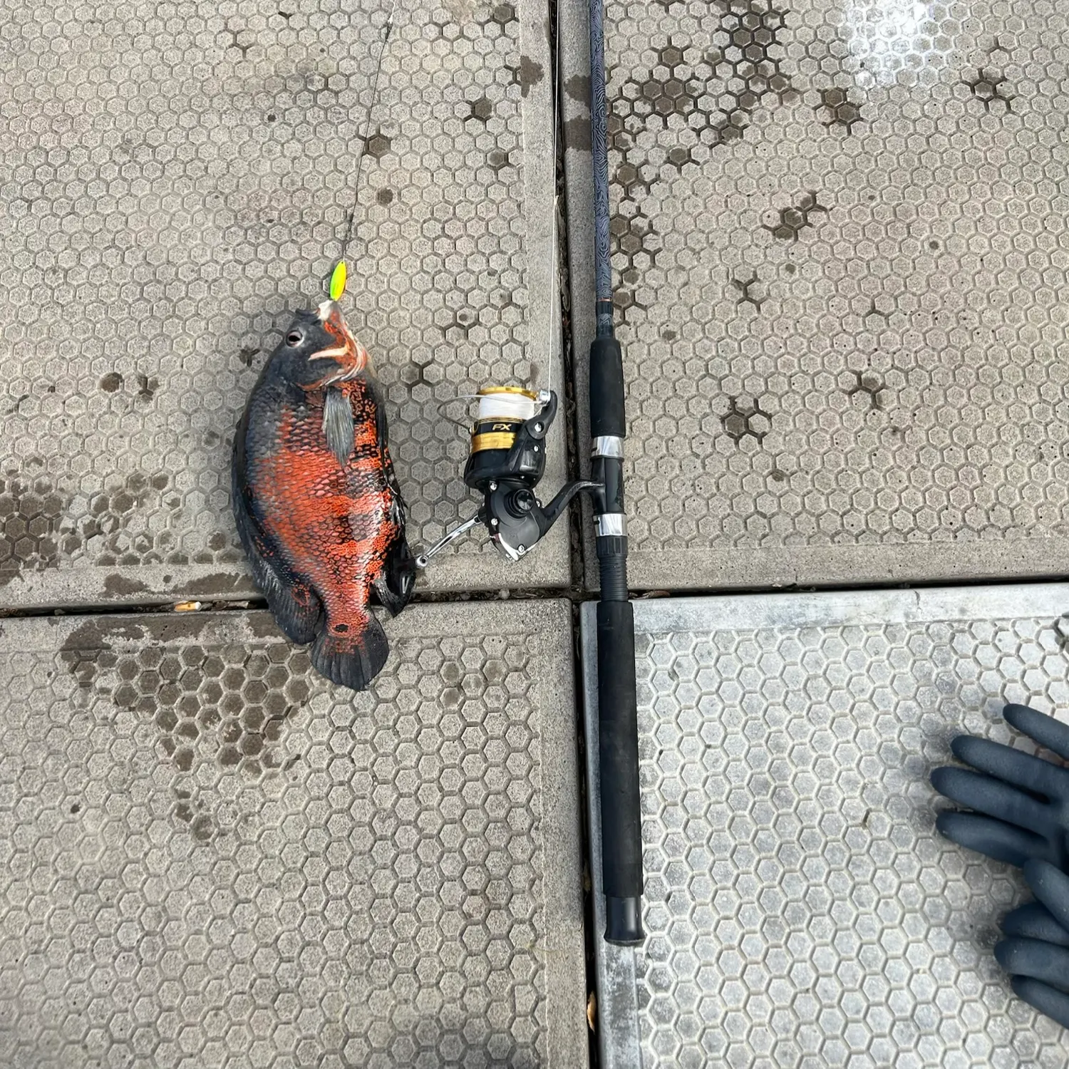 The most recent Oscar catches on Fishbrain