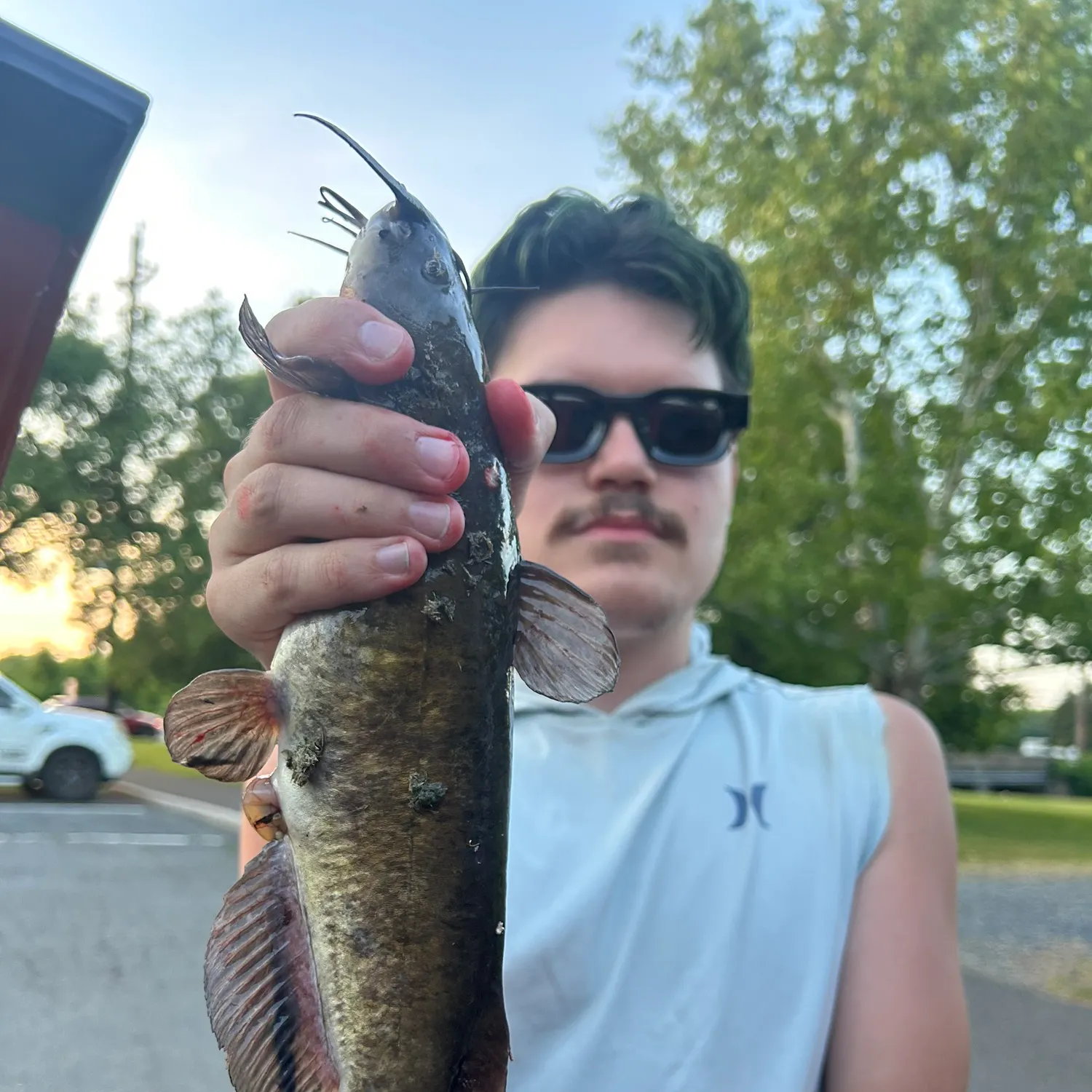 The most recent Brown bullhead catches on Fishbrain