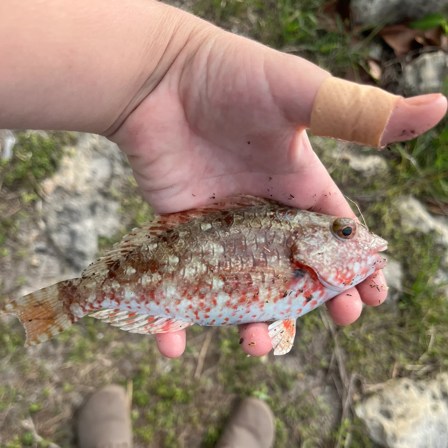 The most popular recent Redtail parrotfish catch on Fishbrain