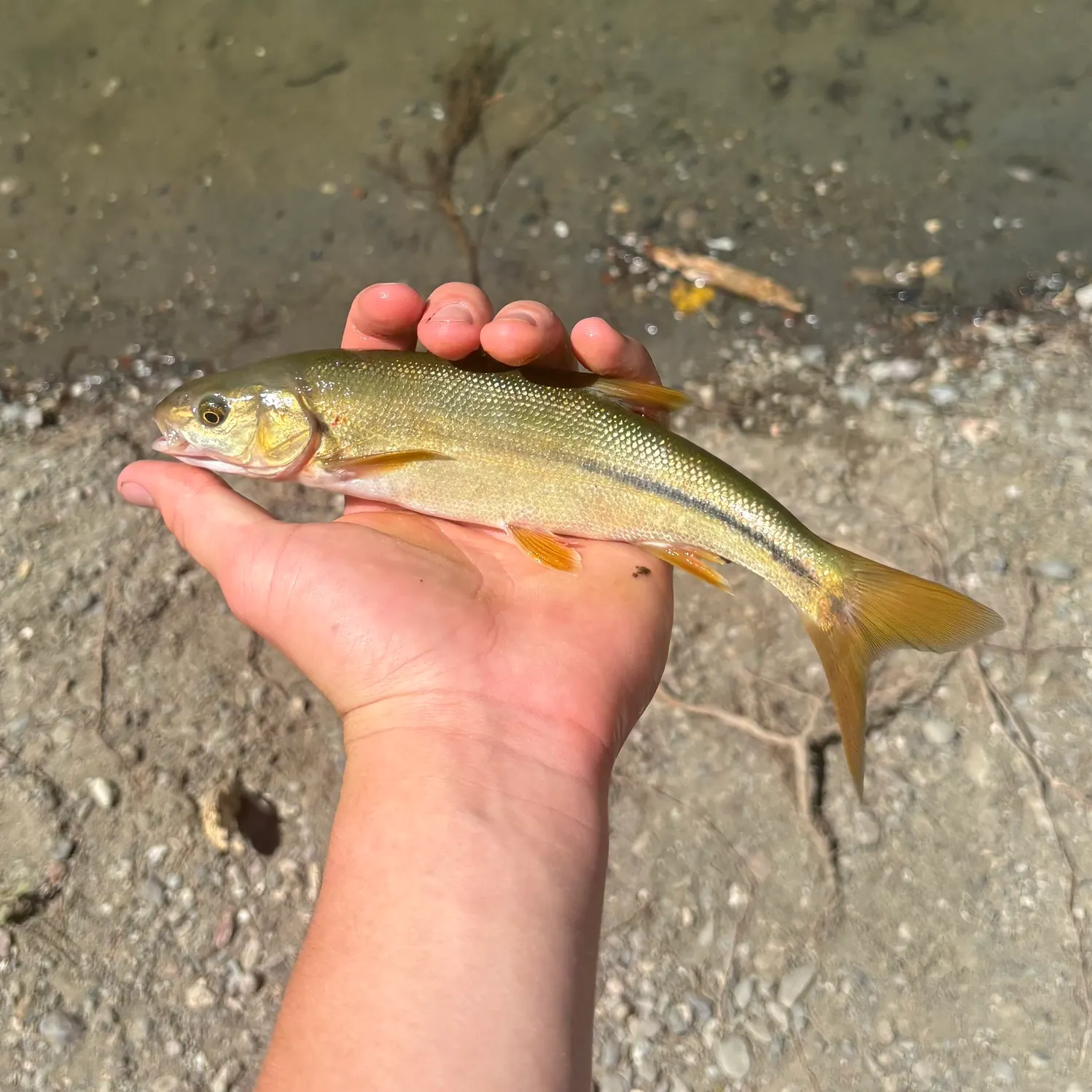 The most recent Hardhead minnow catches on Fishbrain