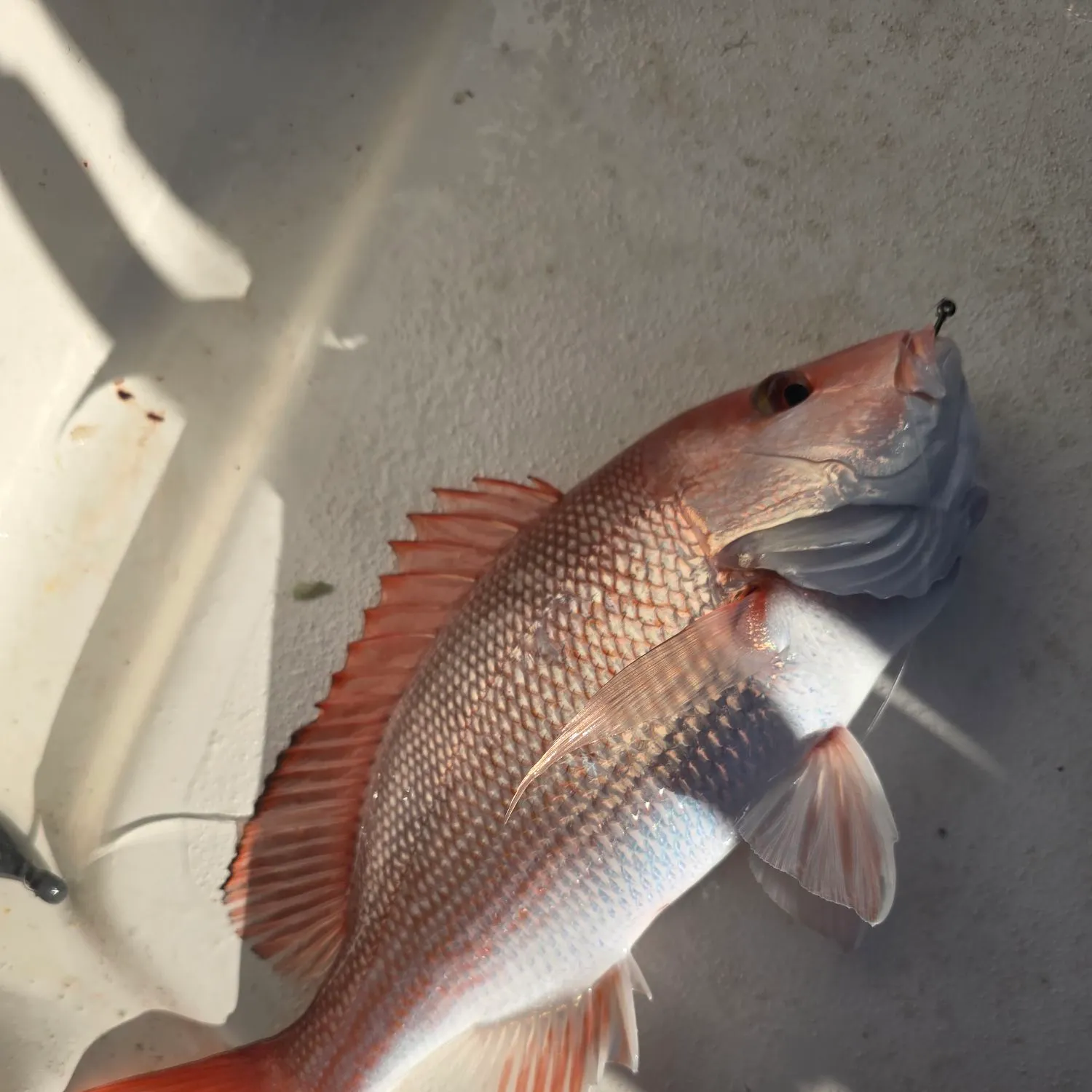 The most recent Northern red snapper catches on Fishbrain