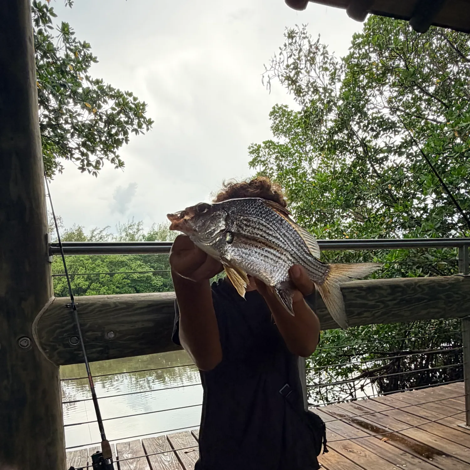 Striped mojarra caught on Fishbrain