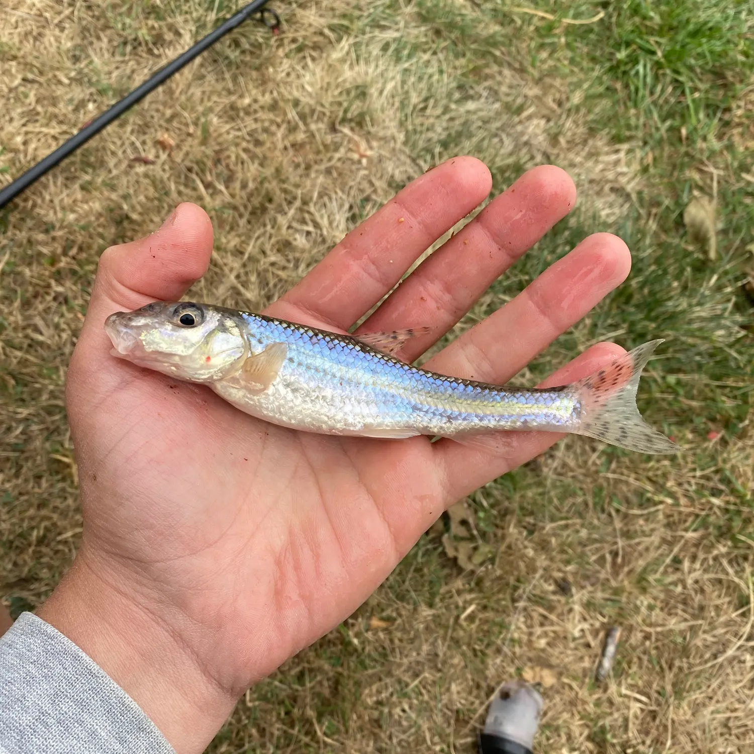 The most recent Gudgeon catches on Fishbrain