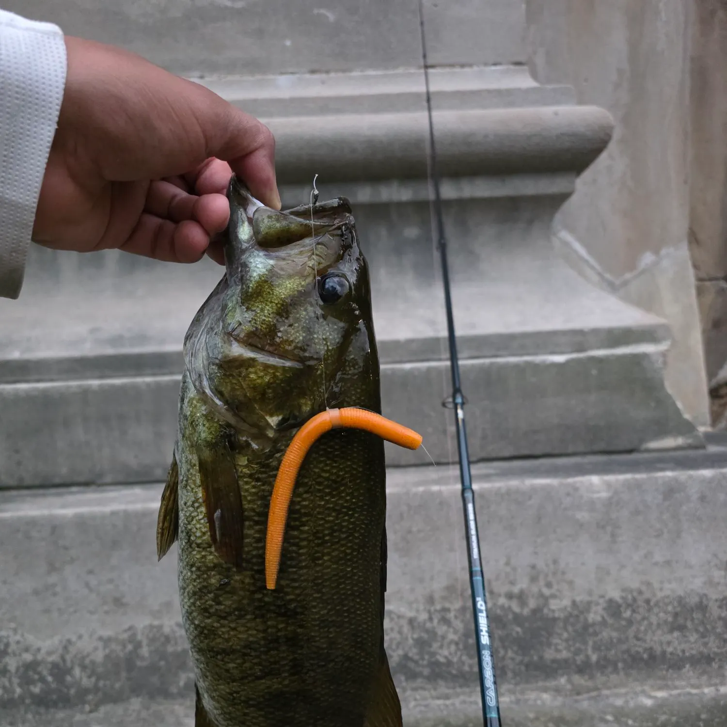 Smallmouth bass caught on Fishbrain