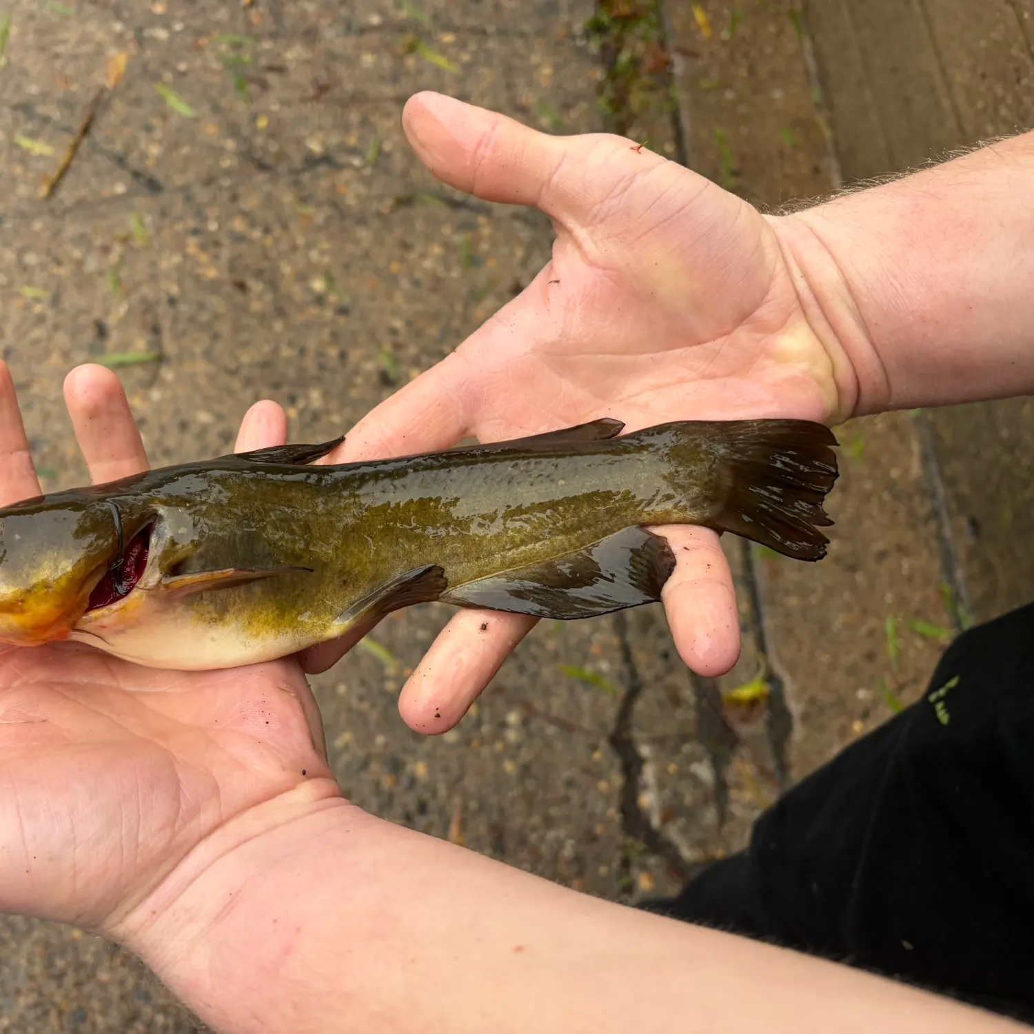 Yellow bullhead caught on Fishbrain