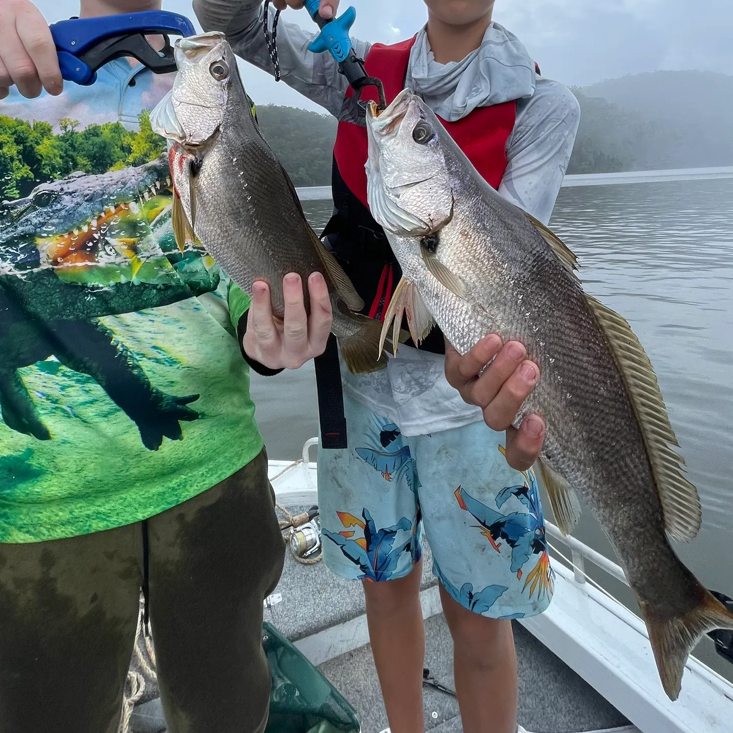 The most recent Japanese meagre catches on Fishbrain