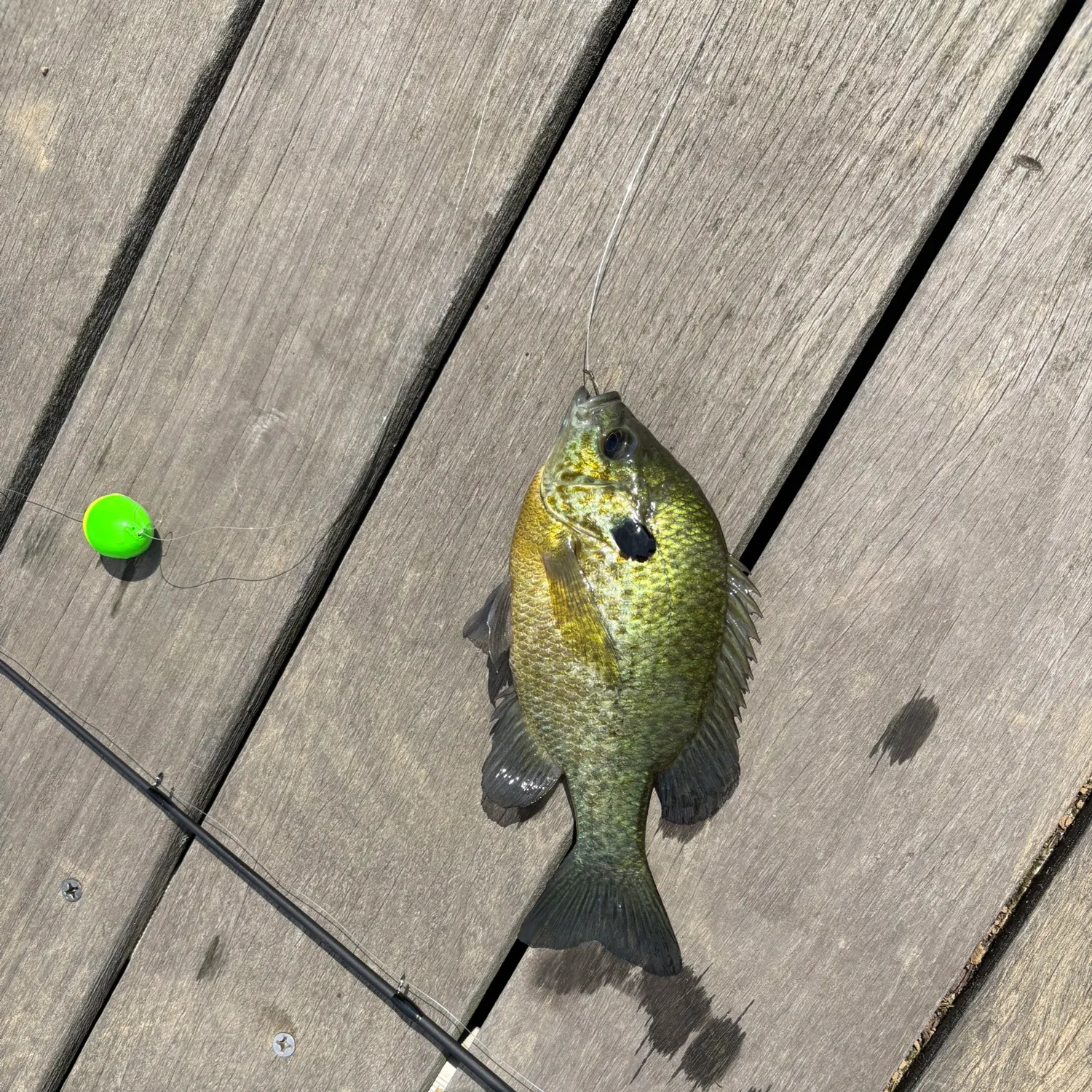 recently logged catches