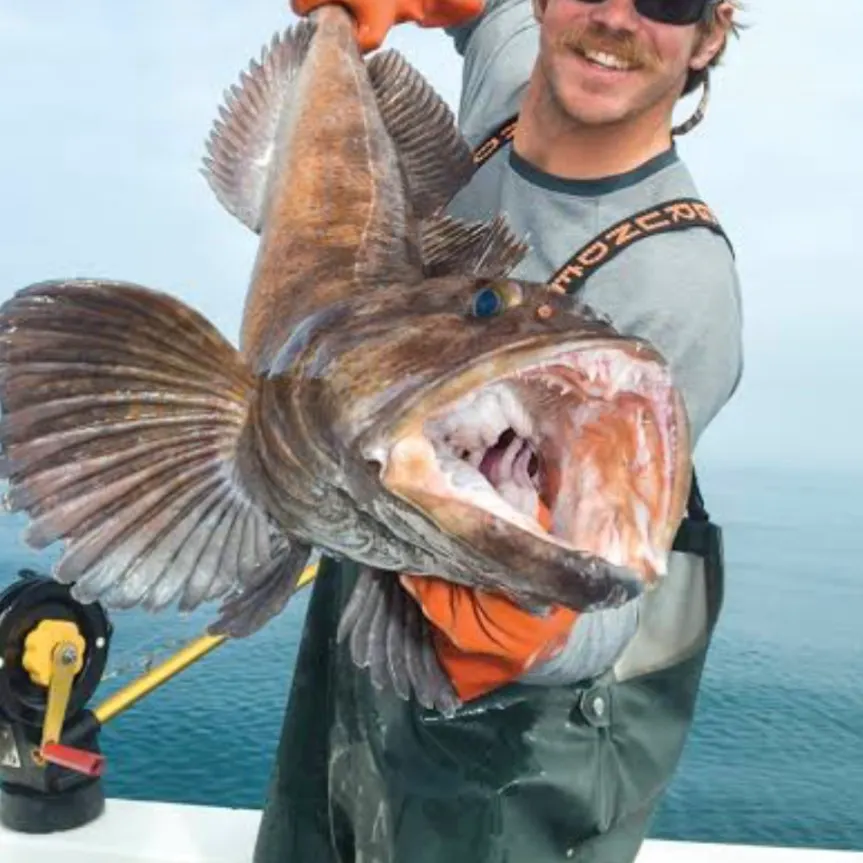 Southern puffer caught on Fishbrain
