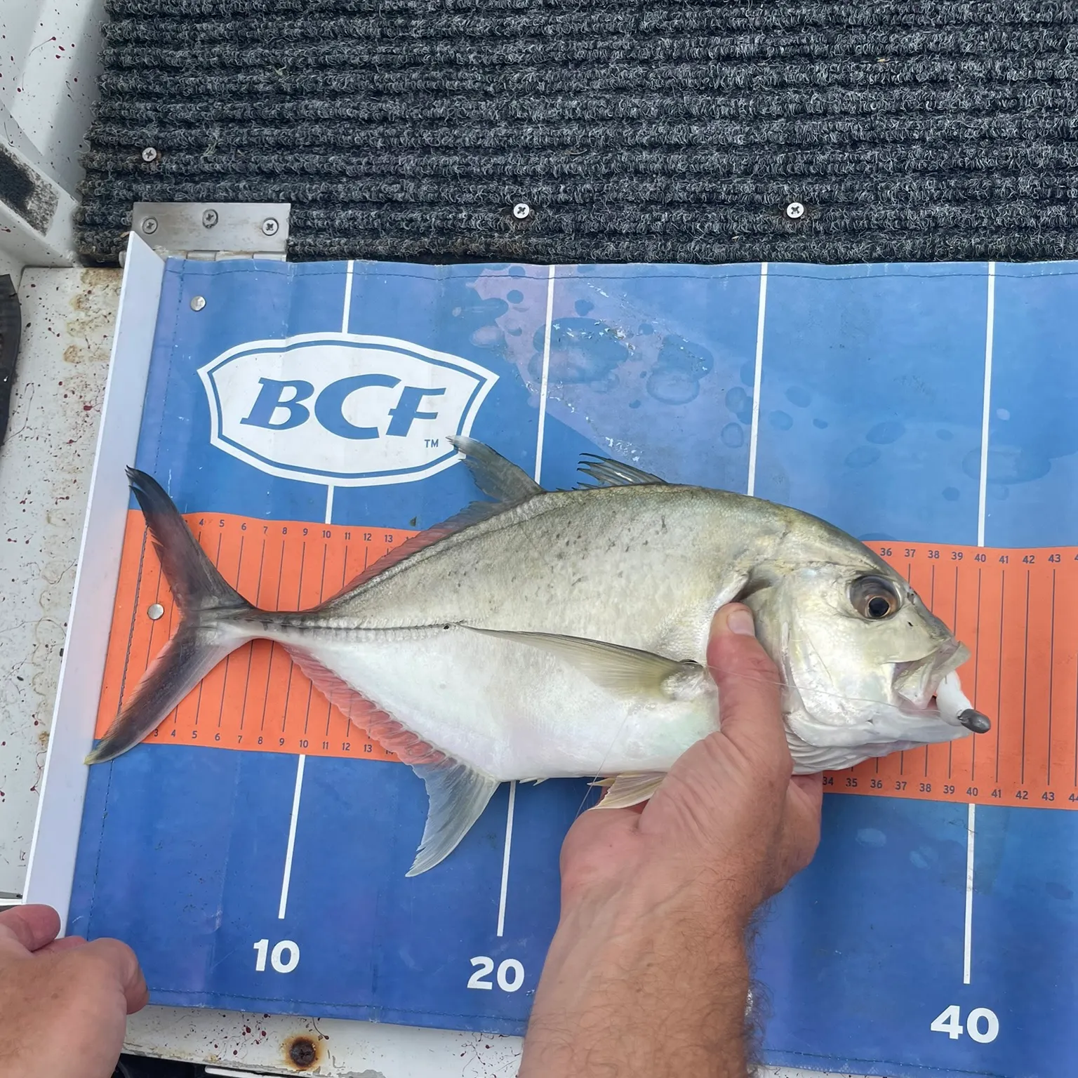 The most recent Giant trevally catches on Fishbrain