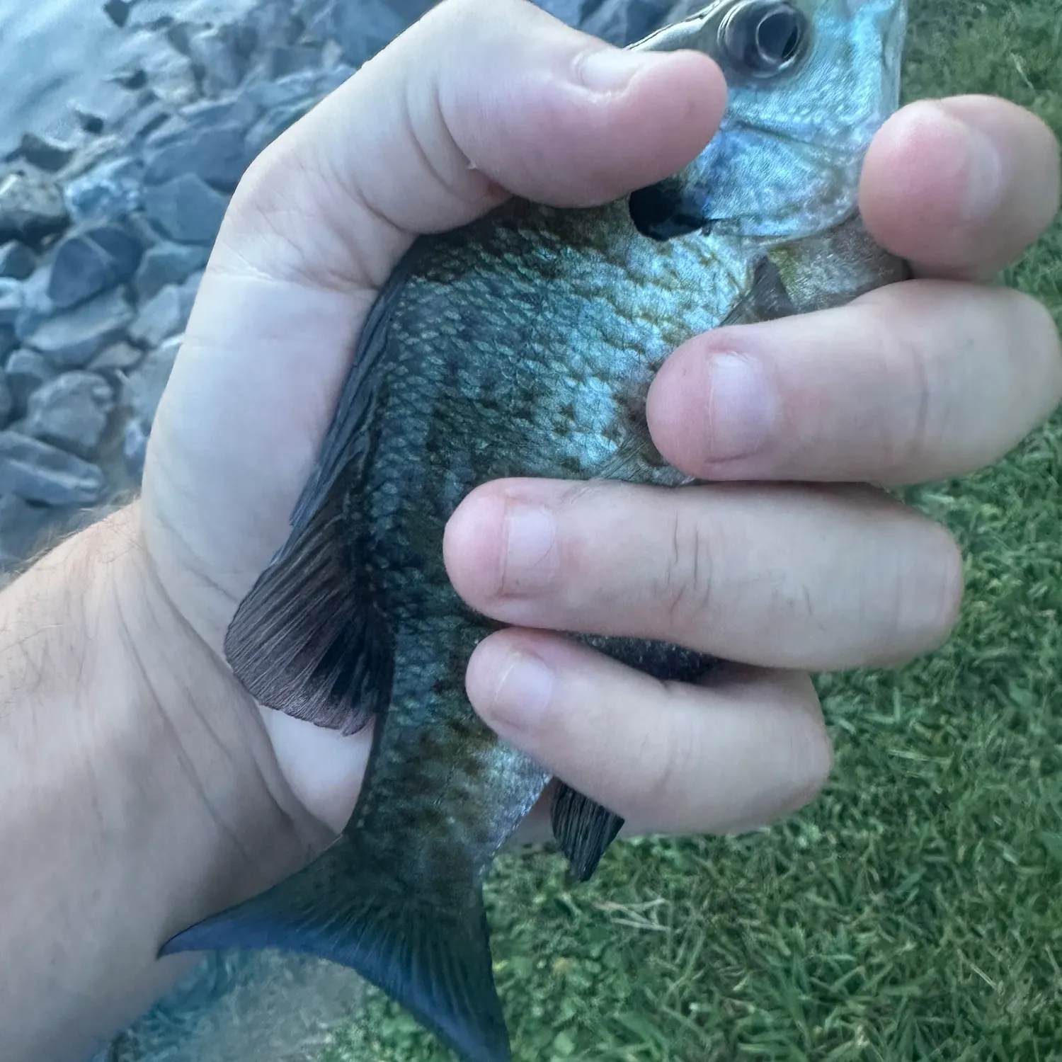 Bluegill caught on Fishbrain