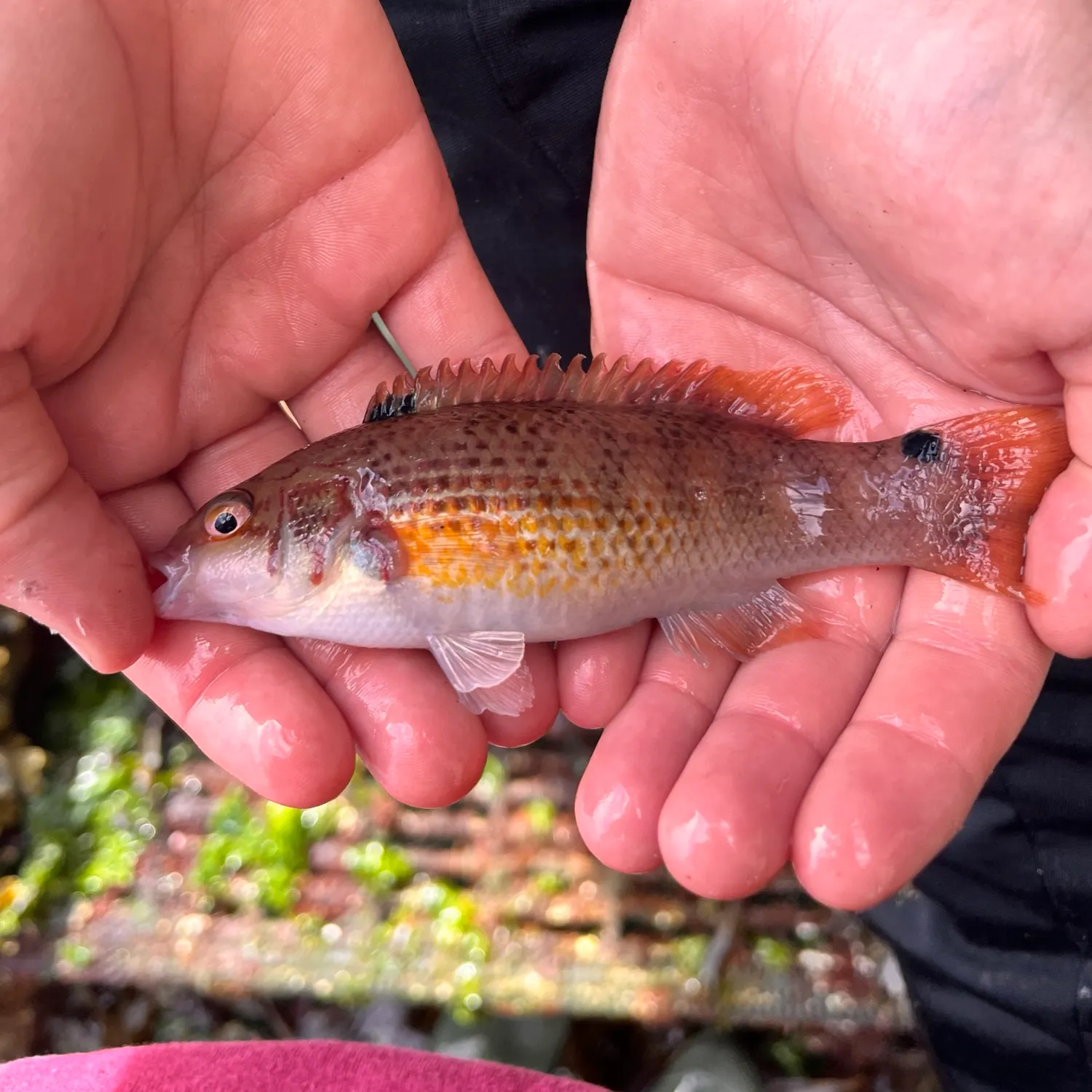 The most recent Goldsinny wrasse catches on Fishbrain