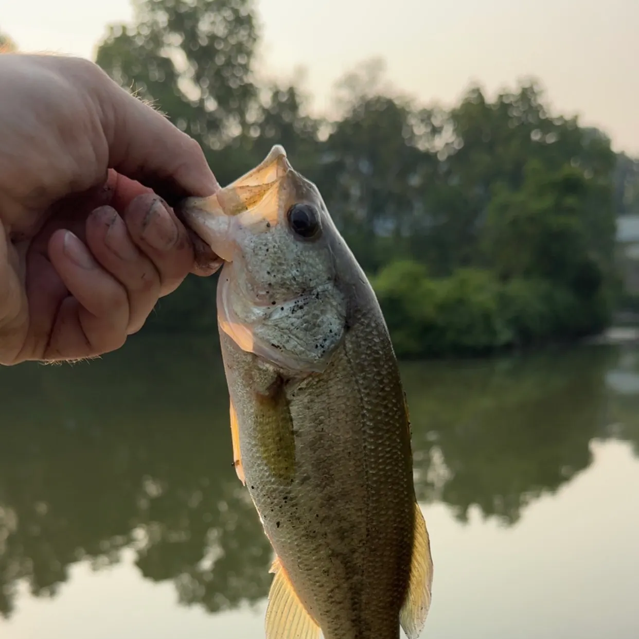 Largemouth bass caught on Fishbrain