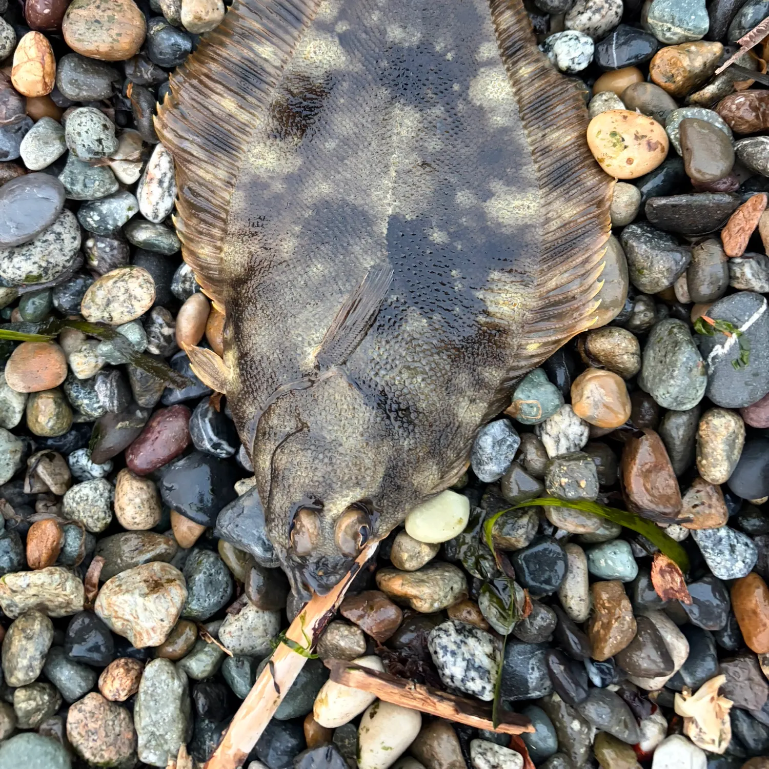 The most recent Southern rock sole catches on Fishbrain