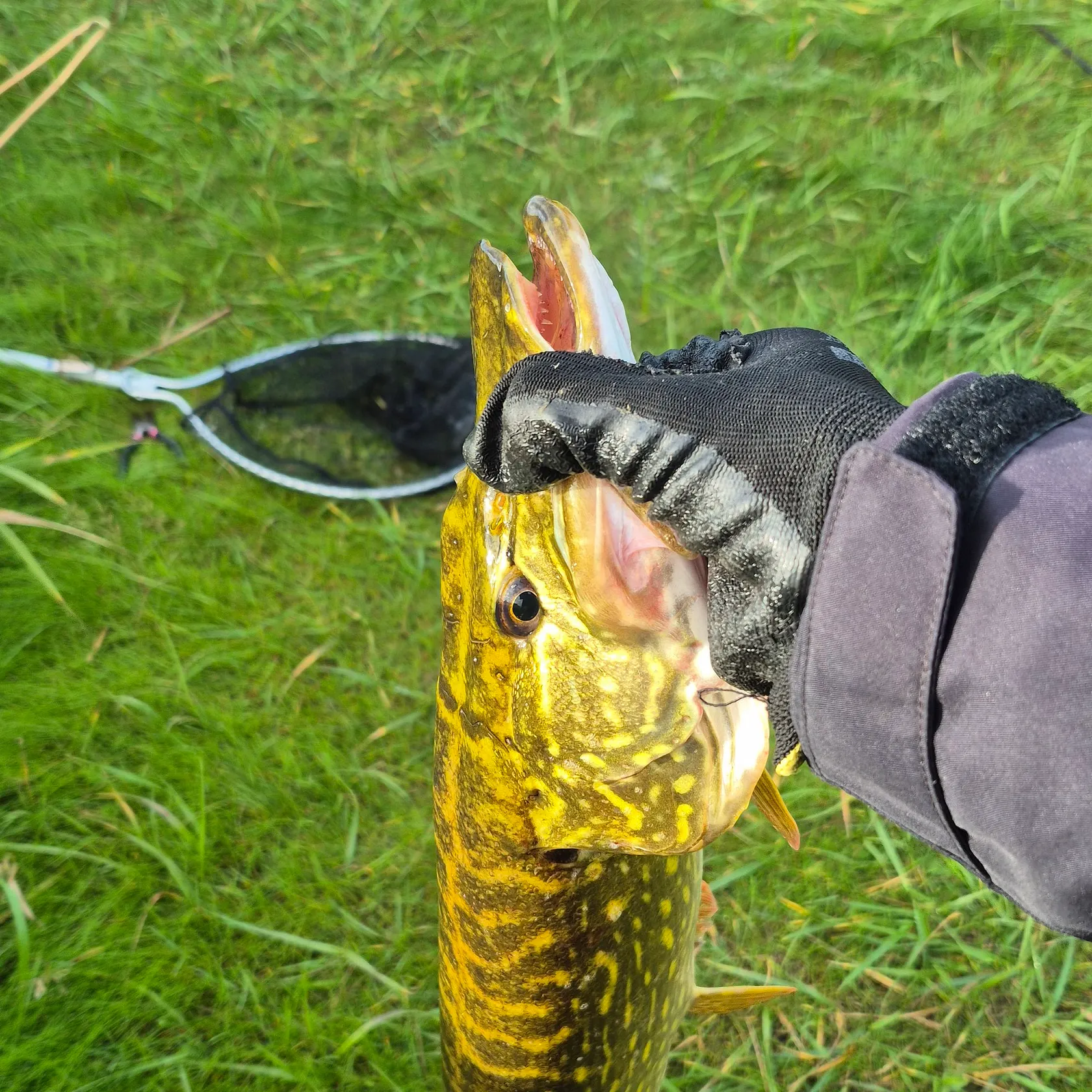 Northern pike caught on Fishbrain
