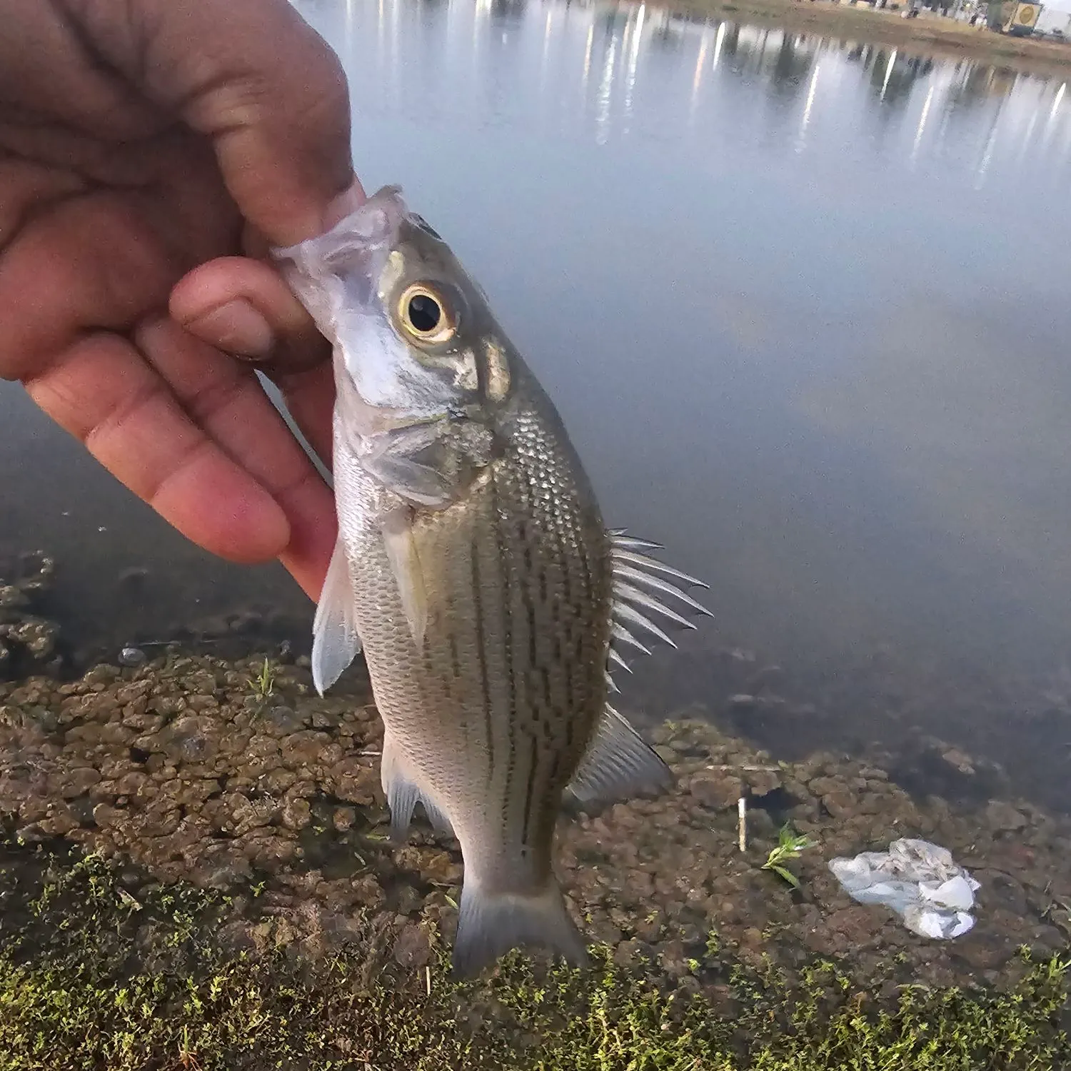 White bass caught on Fishbrain