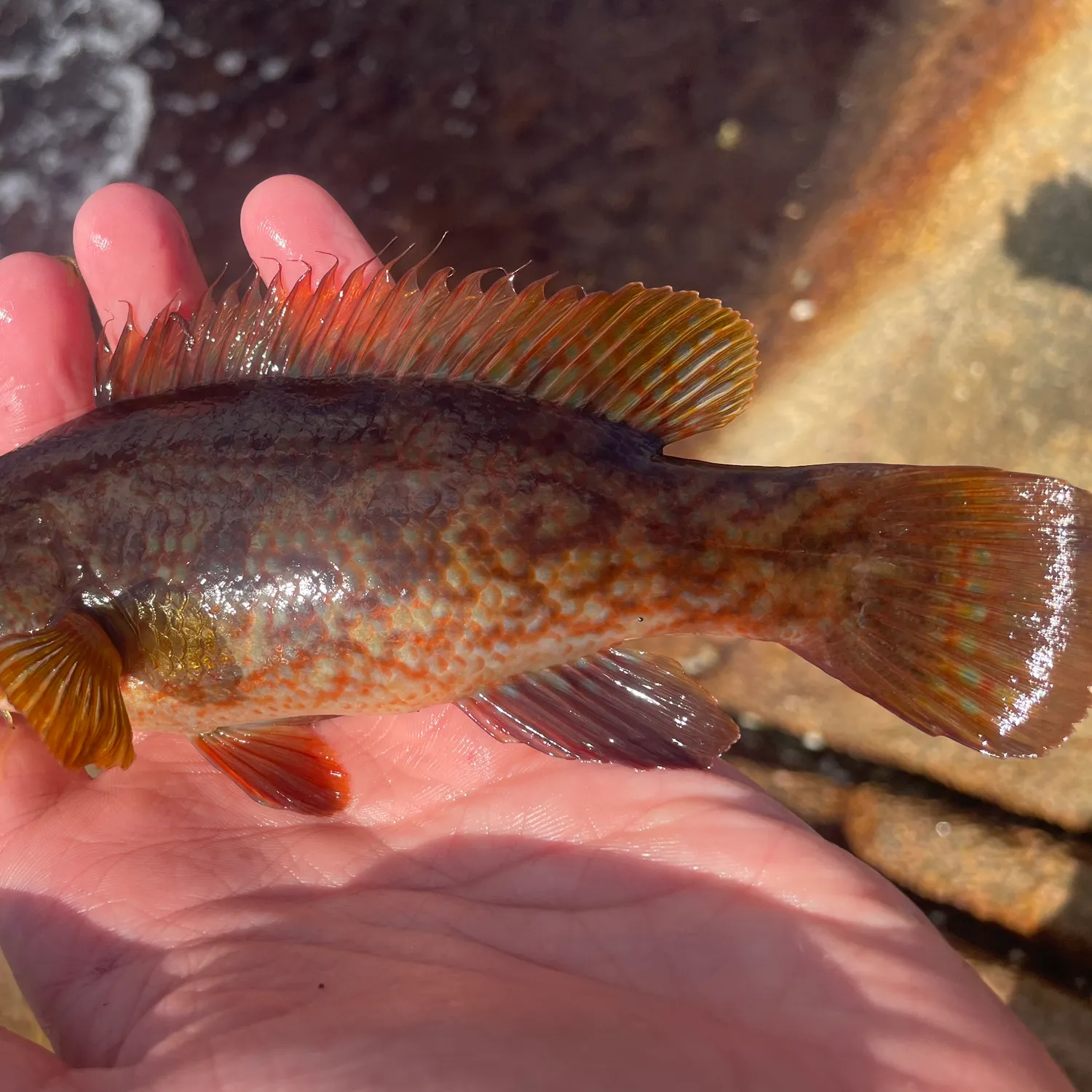 The most recent Ballan wrasse catches on Fishbrain