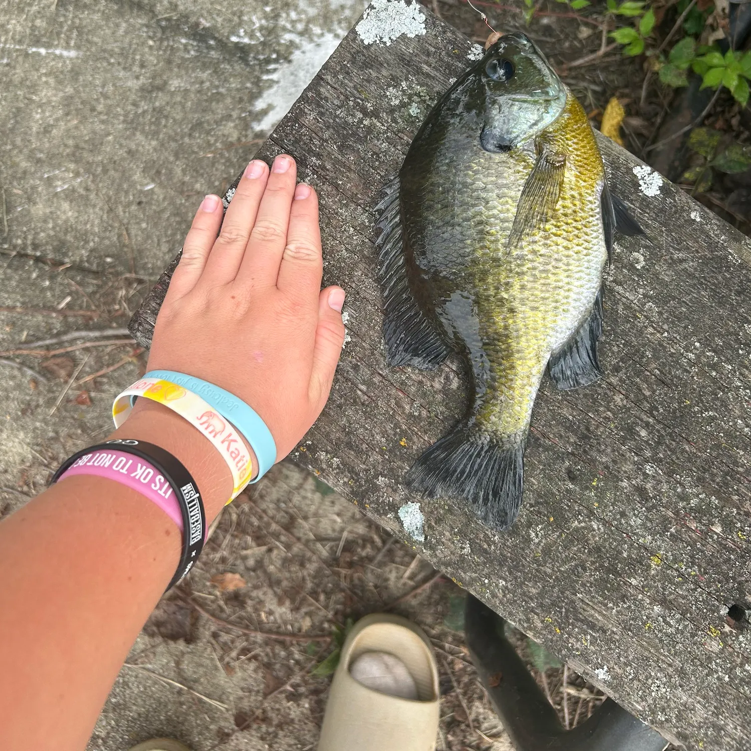 Bluegill caught on Fishbrain