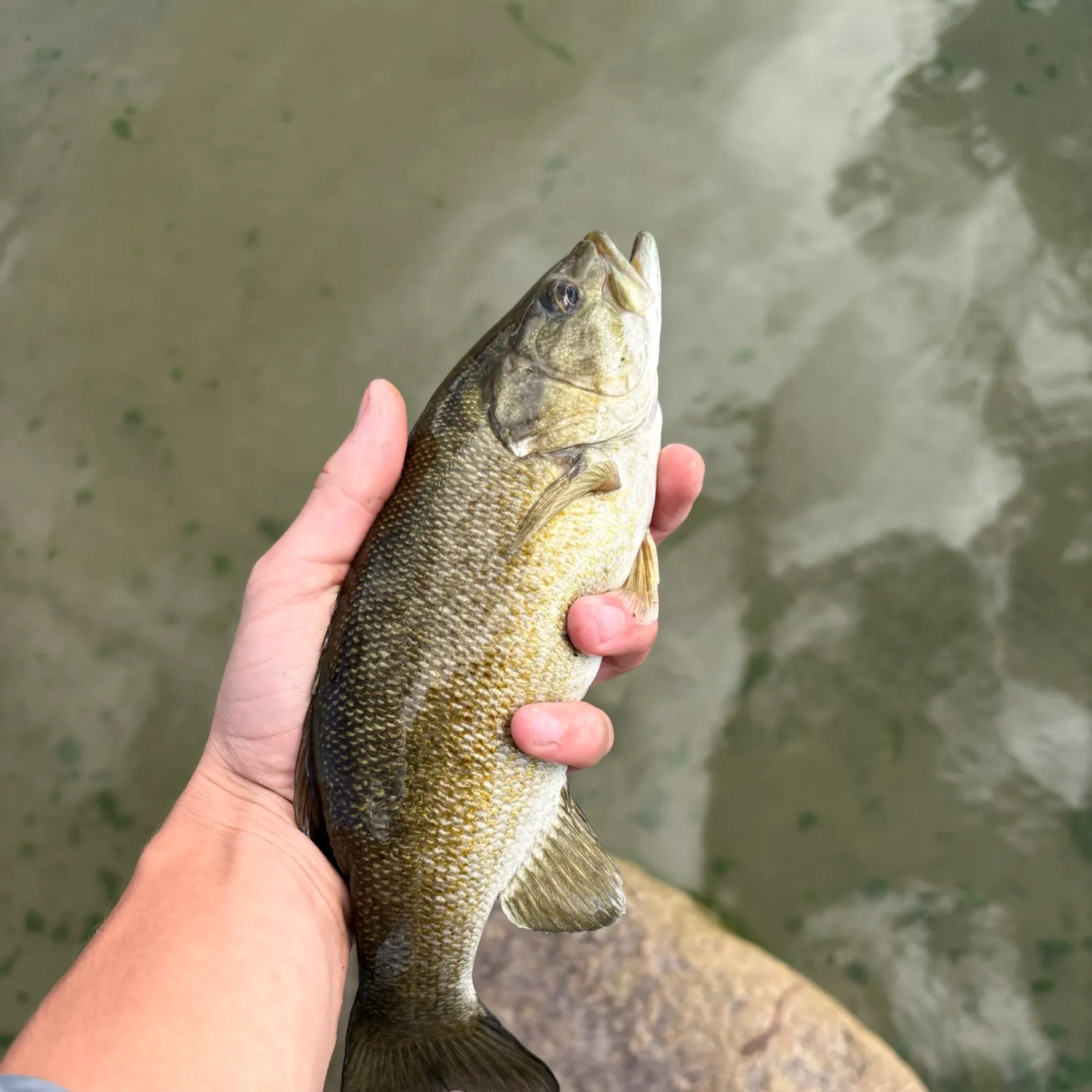 Smallmouth bass caught on Fishbrain
