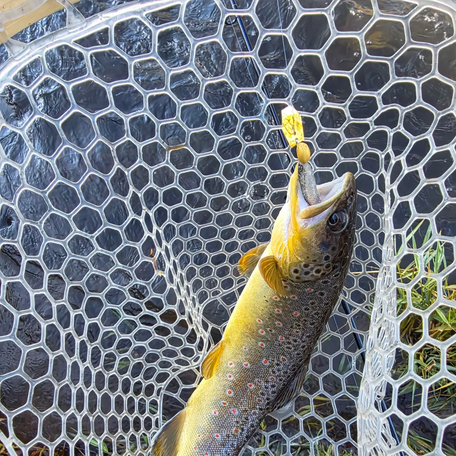 Brown trout caught on Fishbrain