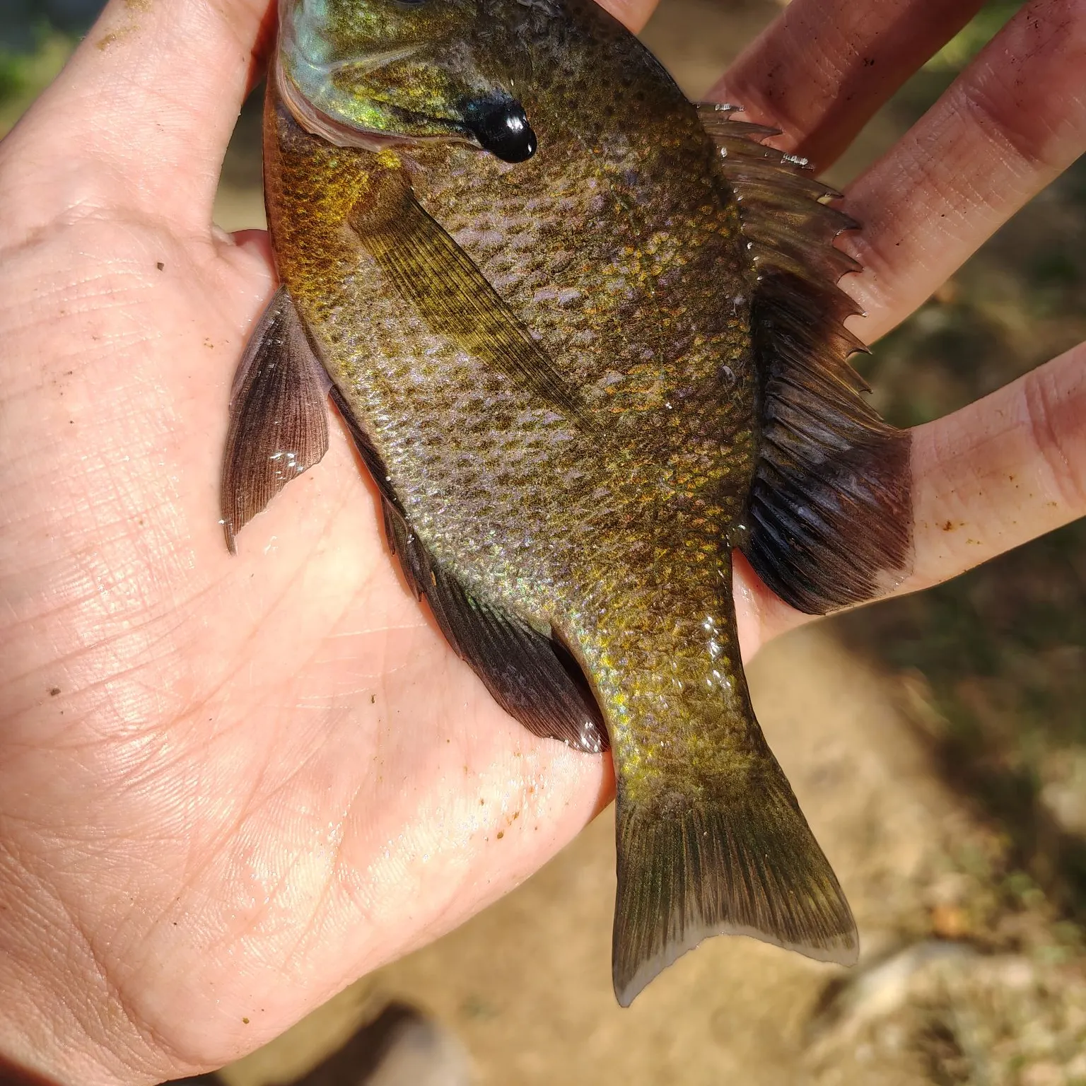Bluegill caught on Fishbrain