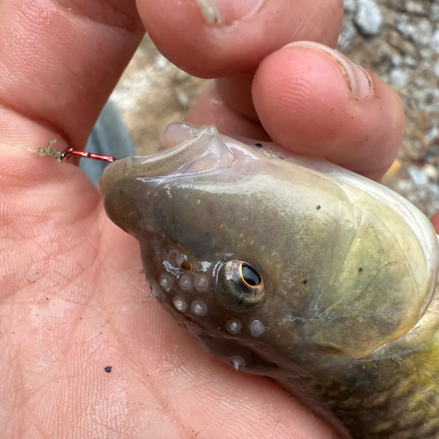 The most recent Hornyhead chub catches on Fishbrain