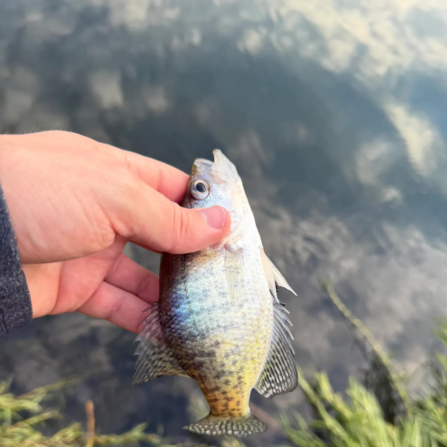 White crappie caught on Fishbrain