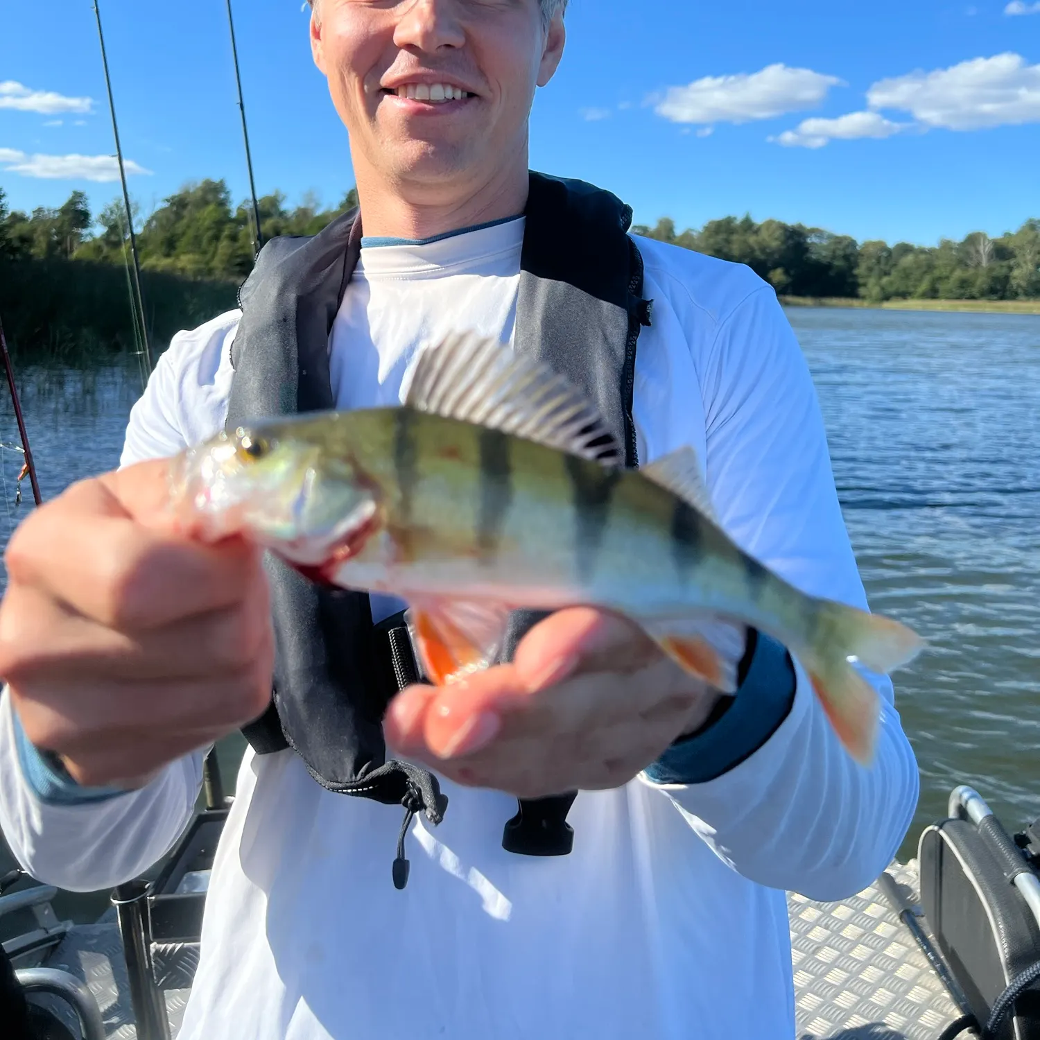 European perch caught on Fishbrain