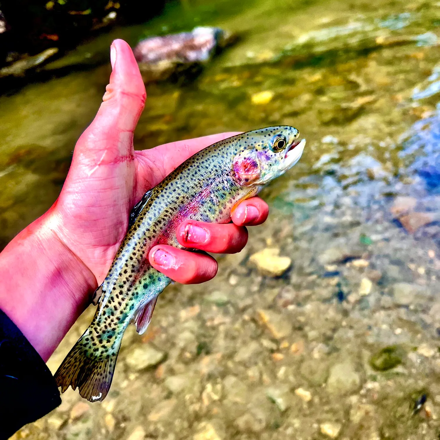 Rainbow trout caught on Fishbrain