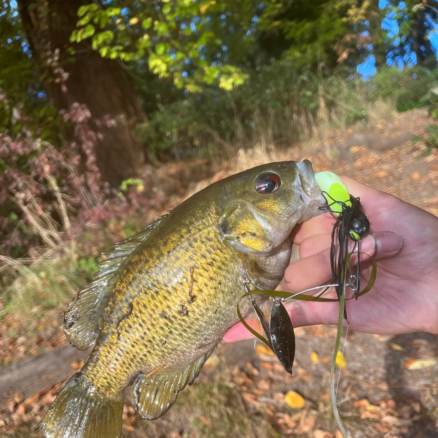Rock bass caught on Fishbrain