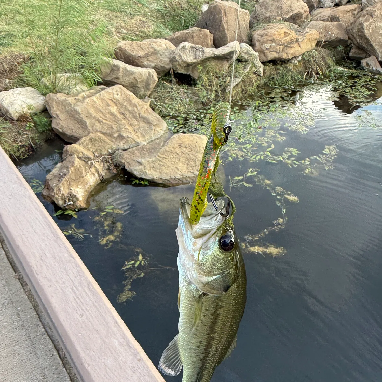 Largemouth bass caught on Fishbrain