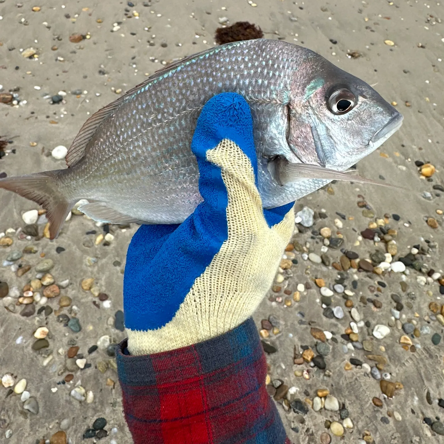 The most recent Silver porgy catches on Fishbrain