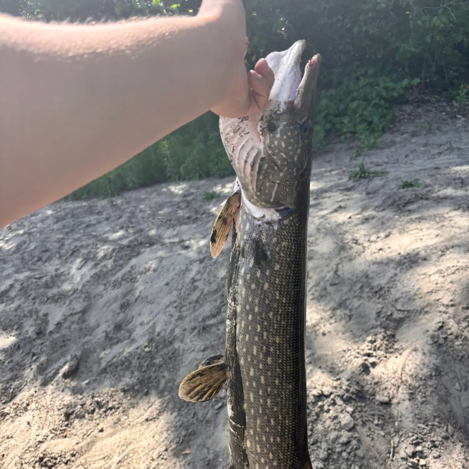 The most recent Northern pike catches on Fishbrain