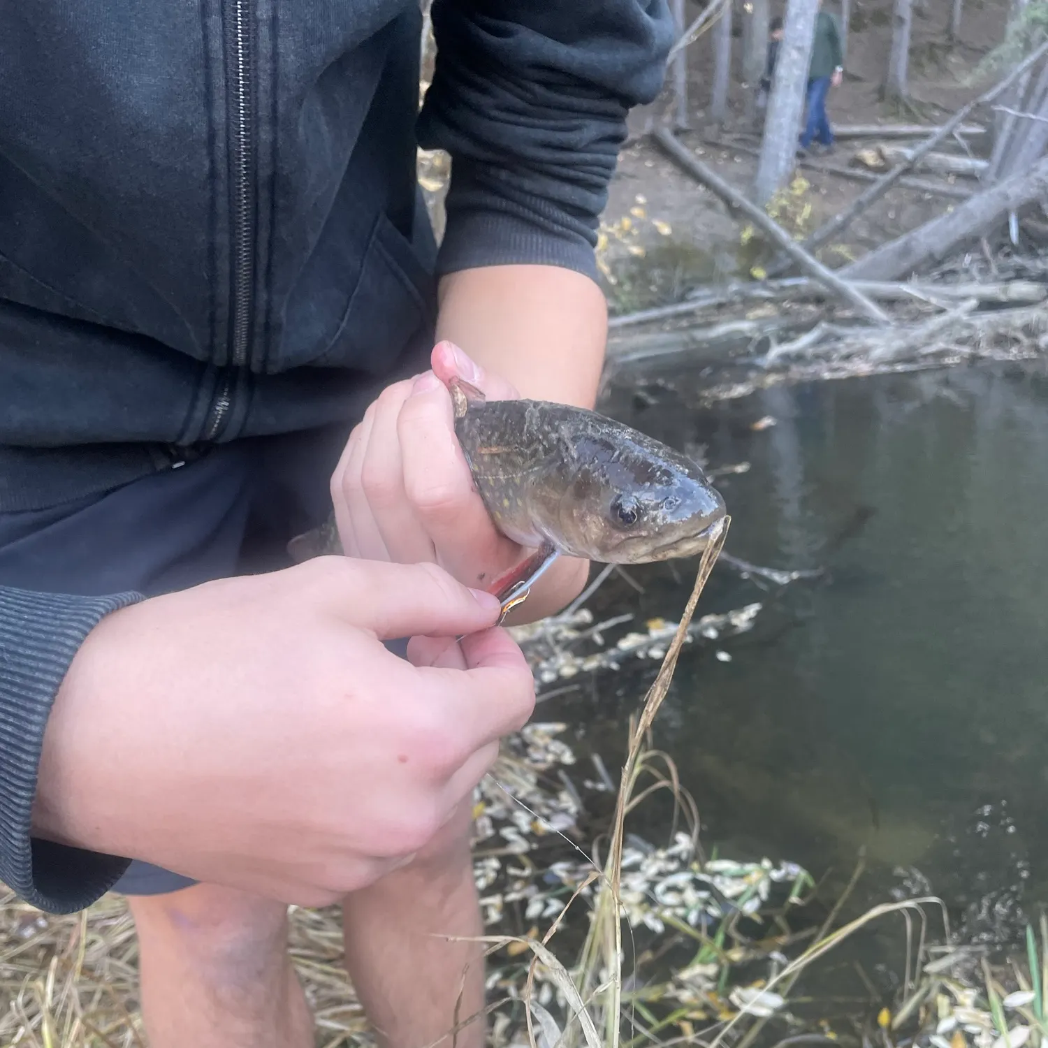 Brook trout caught on Fishbrain