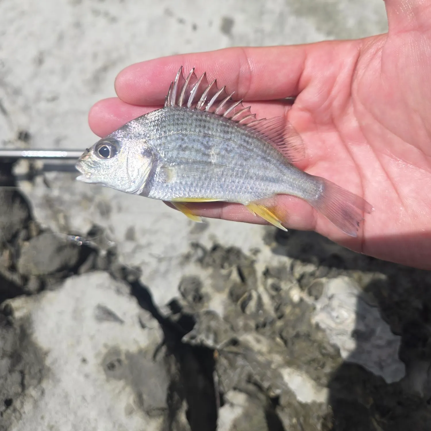 The most recent Yellowfin mojarra catches on Fishbrain