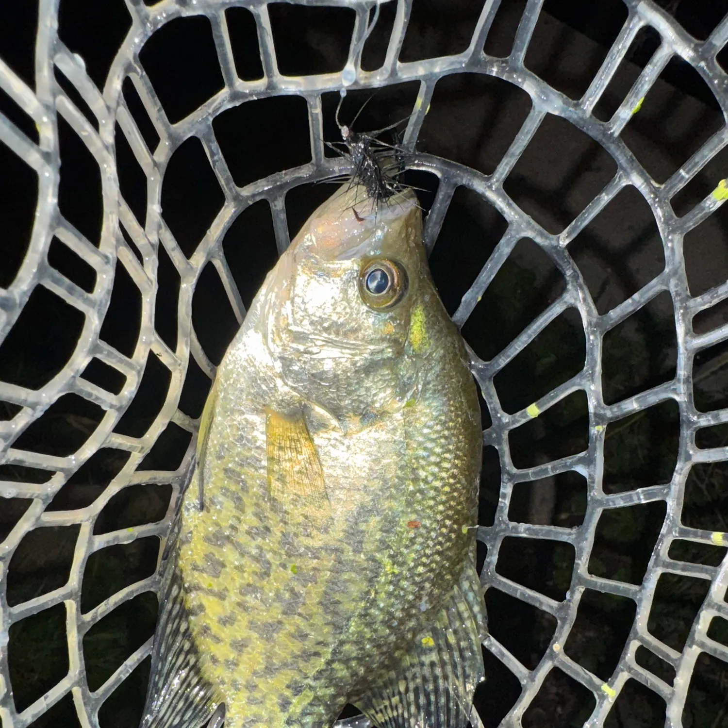 Black crappie caught on Fishbrain
