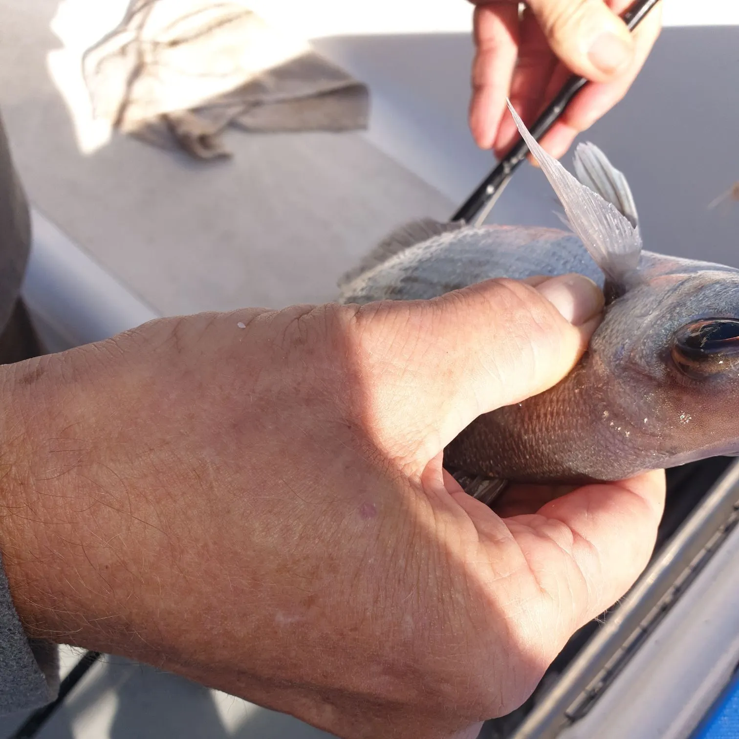 The most recent Black seabream catches on Fishbrain