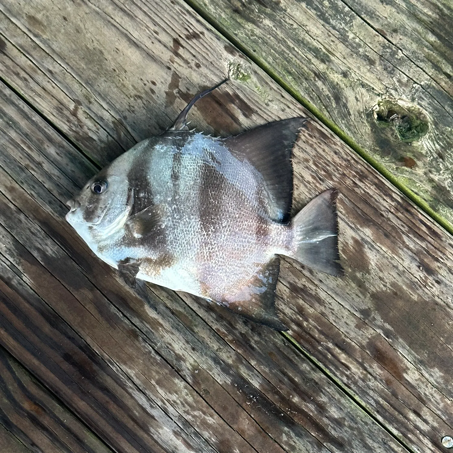 Atlantic spadefish caught on Fishbrain