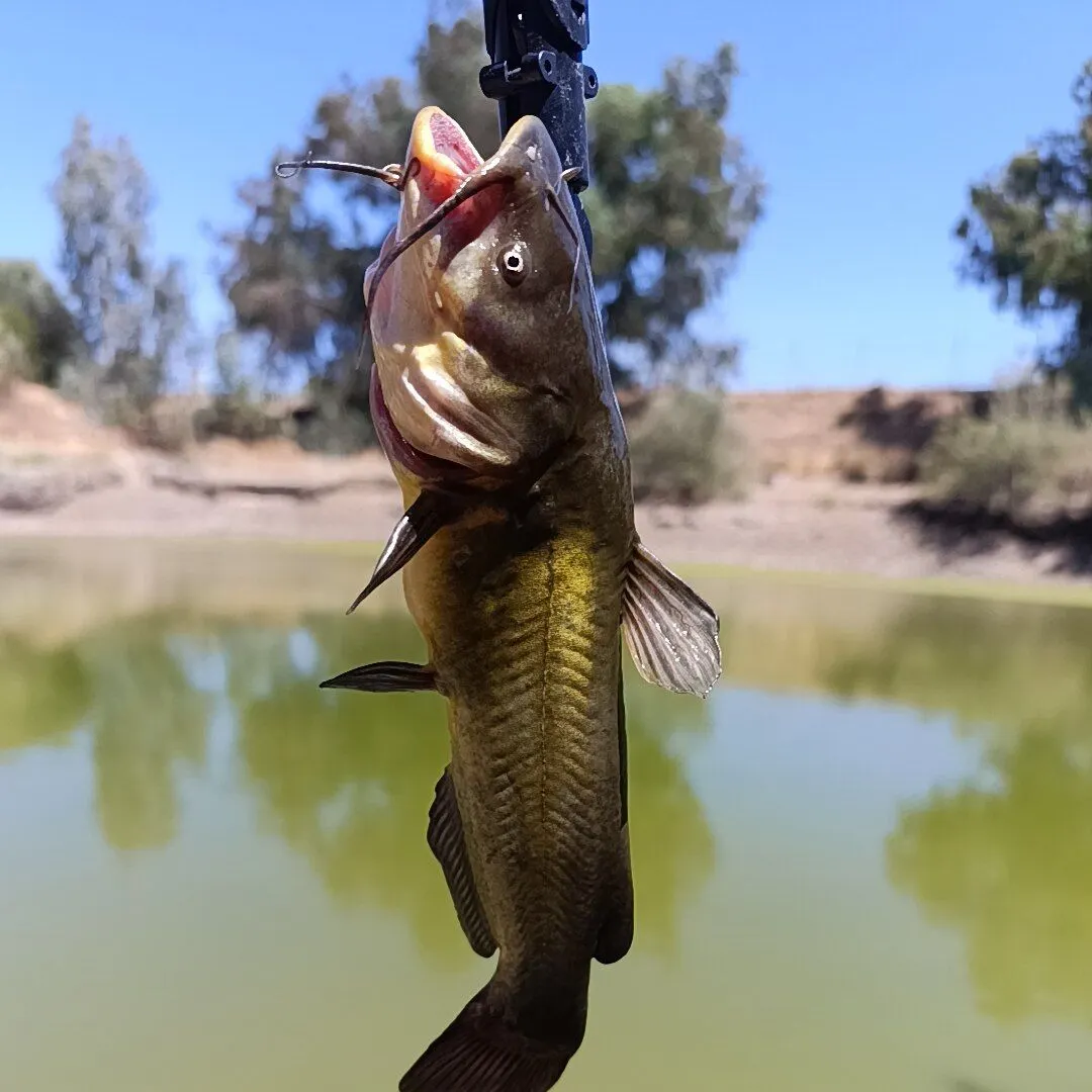 North African catfish caught on Fishbrain