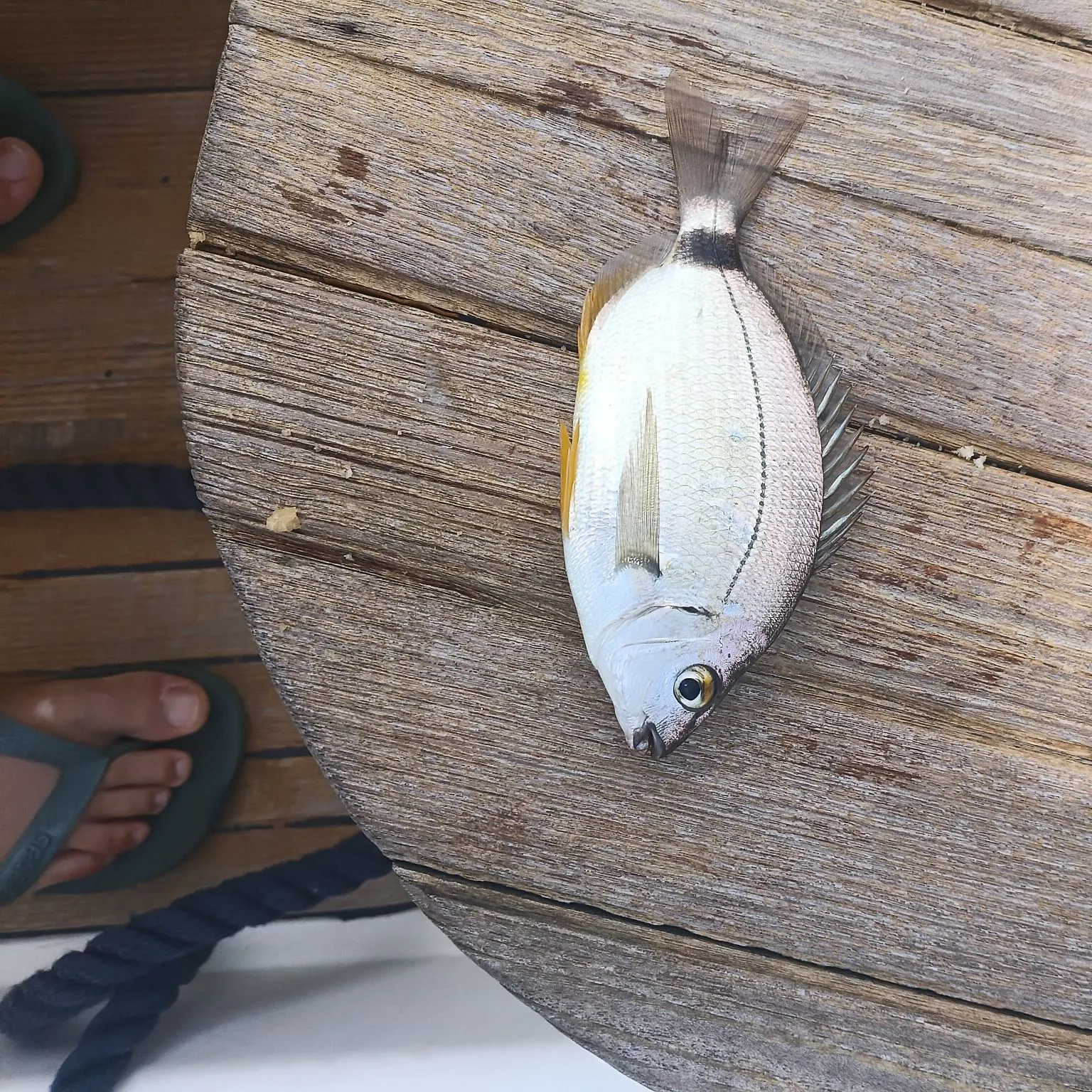 The most recent White seabream catches on Fishbrain