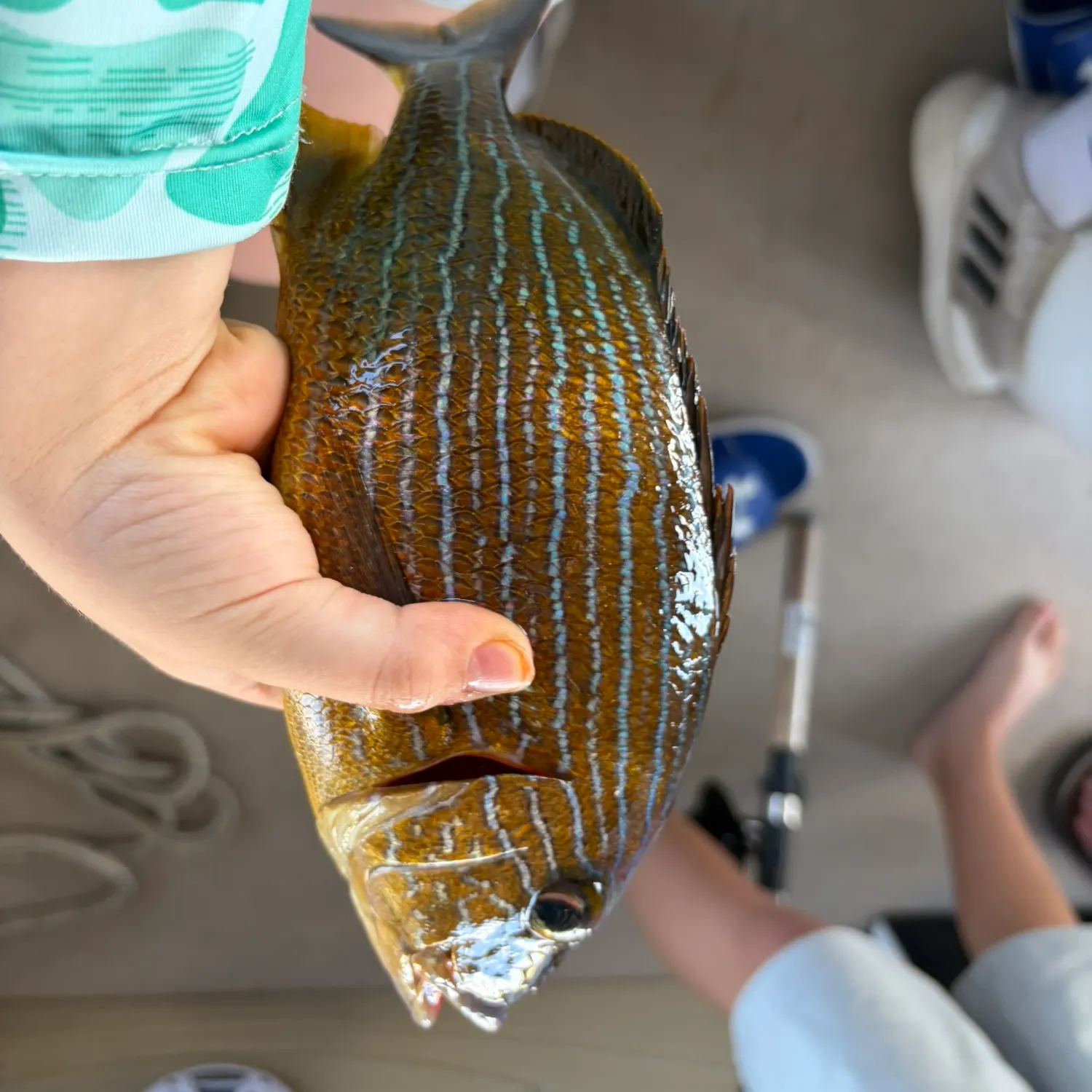 recently logged catches