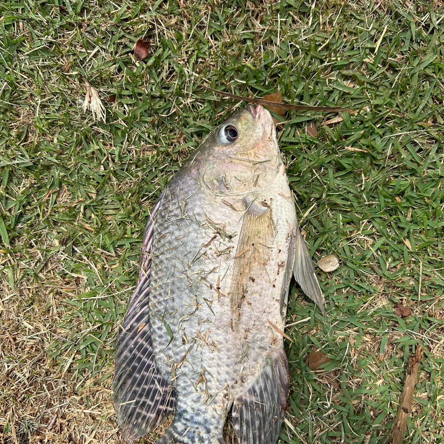 Nile tilapia caught on Fishbrain