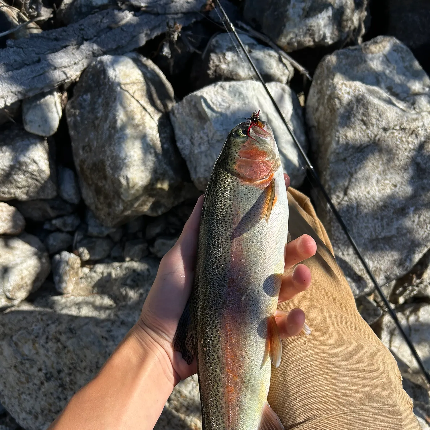 Rainbow trout caught on Fishbrain
