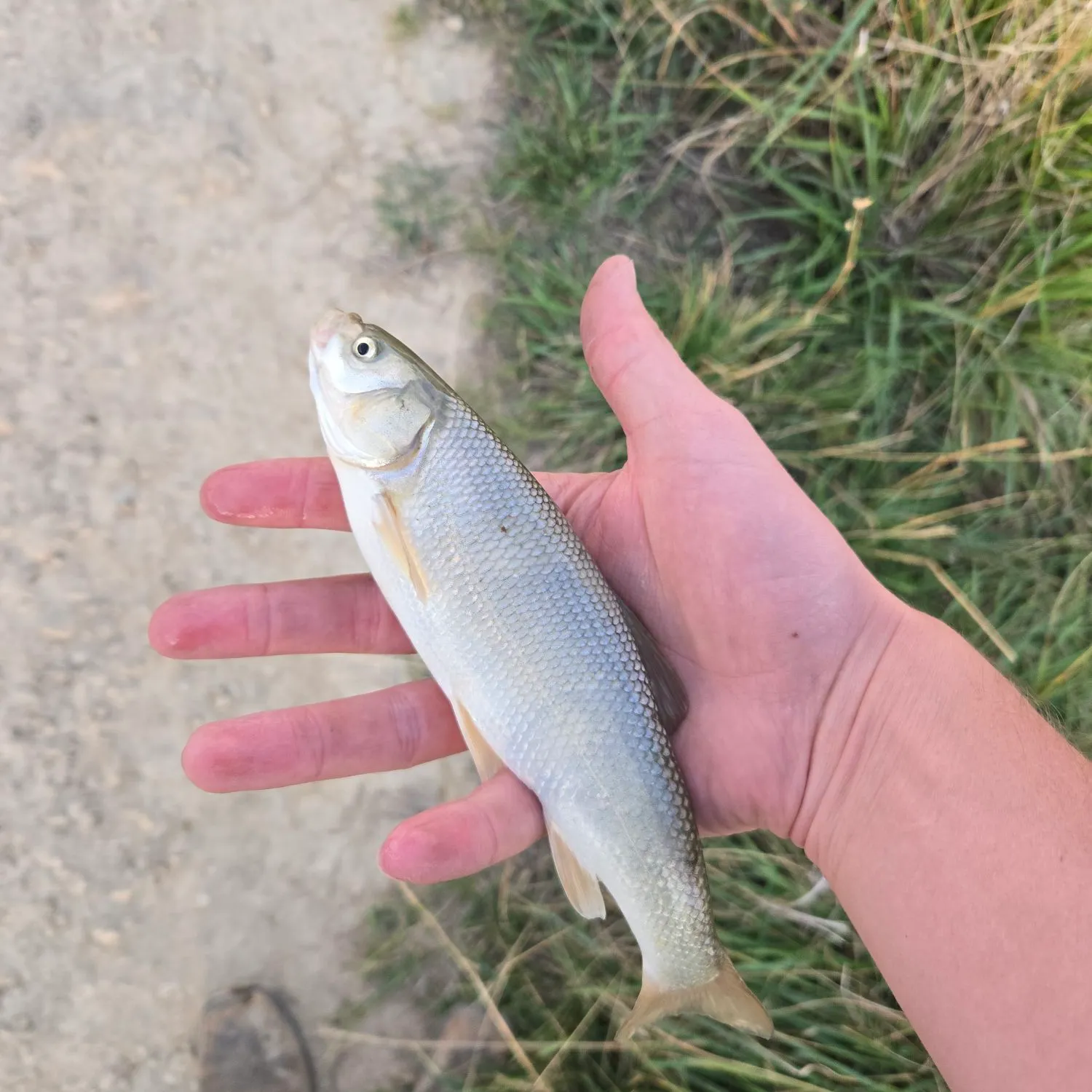 Utah chub caught on Fishbrain
