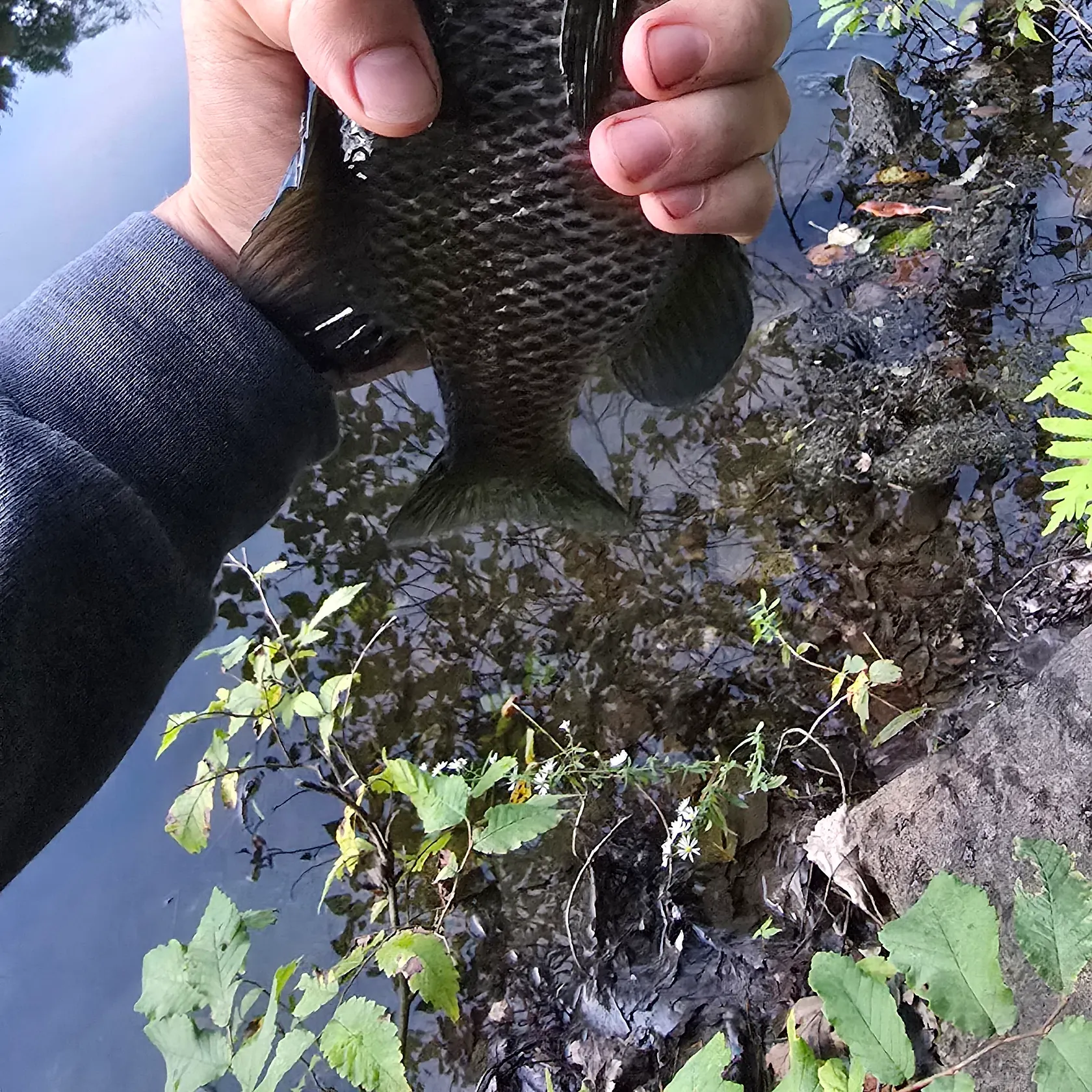 Bluegill caught on Fishbrain