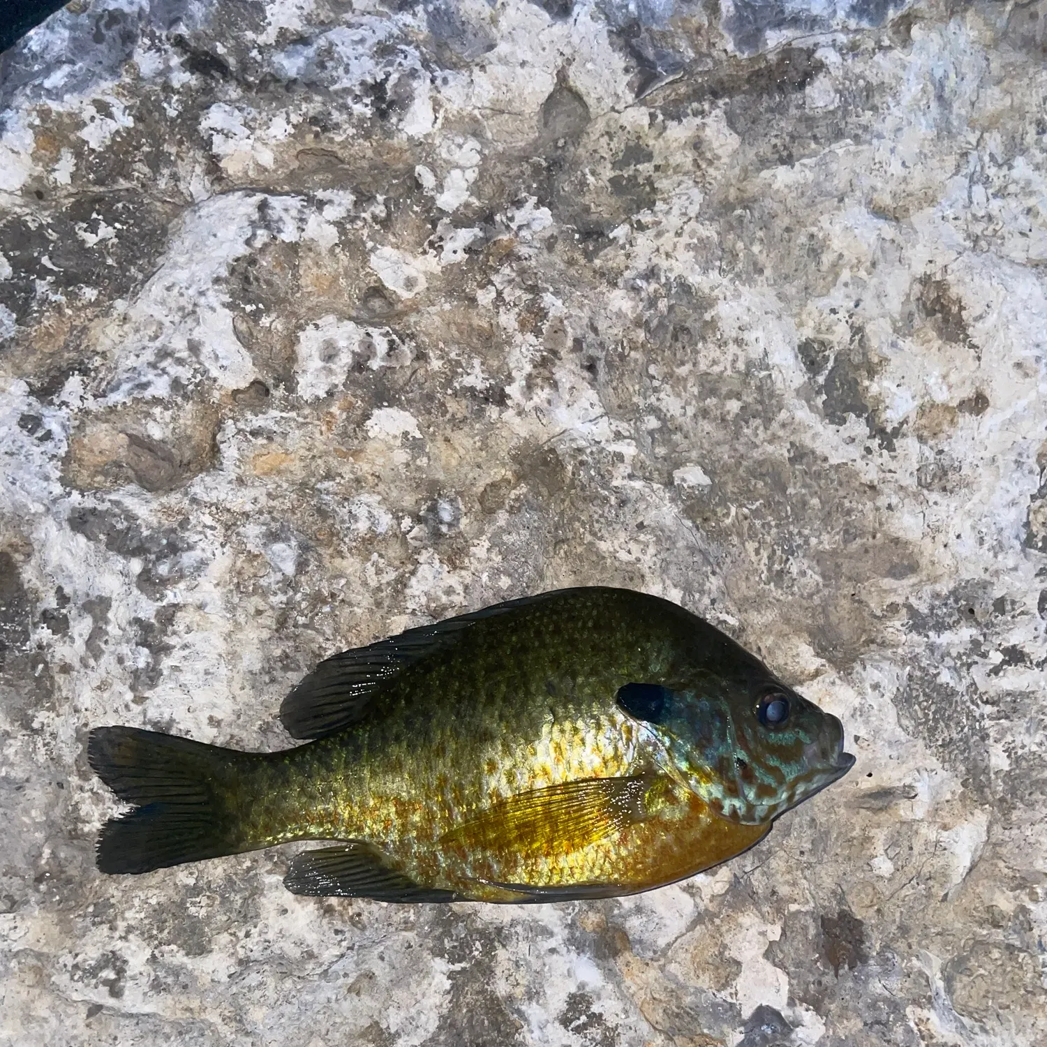 Bluegill caught on Fishbrain