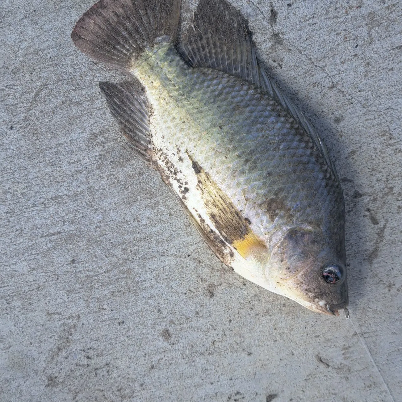 Nile tilapia caught on Fishbrain