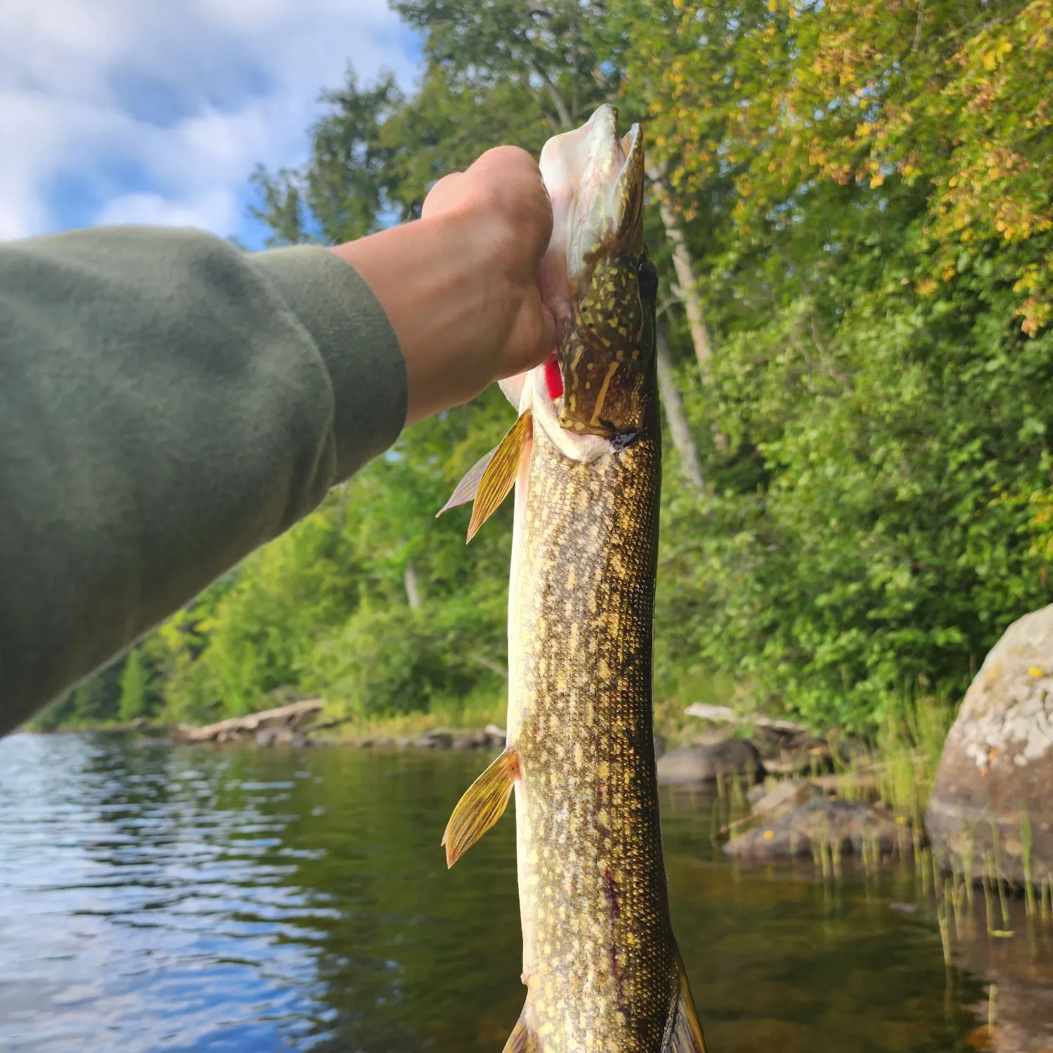 Northern pike caught on Fishbrain